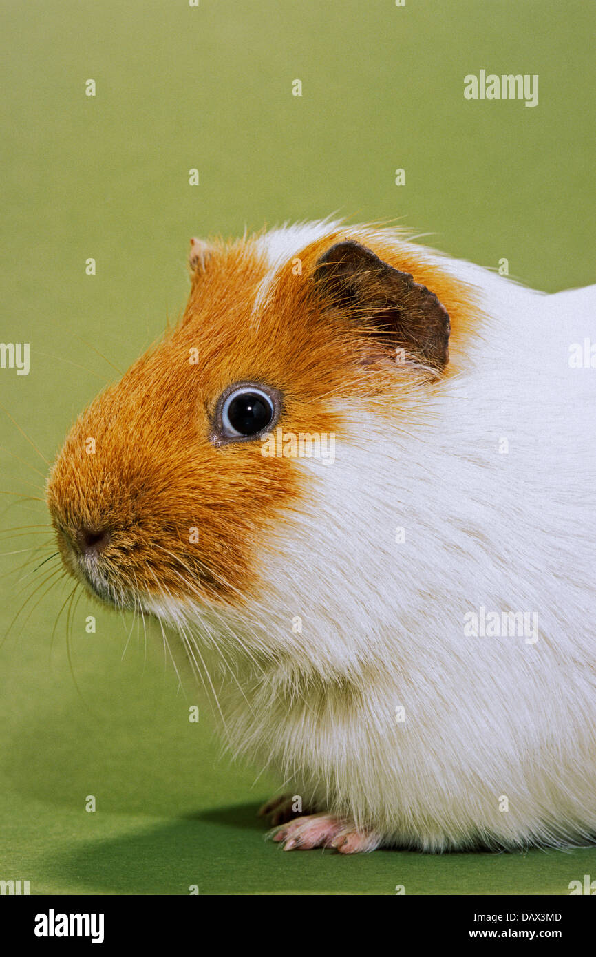 Bunten Cavia / Guinea pig (Cavia Porcellus) Porträt auf grünem Hintergrund Stockfoto