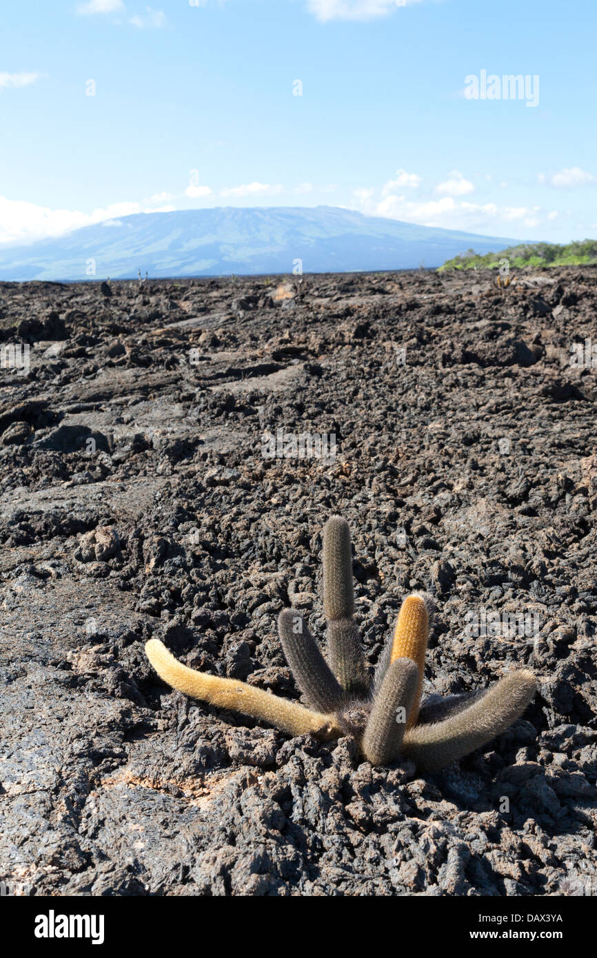 Lava-Kaktus, Brachycereus Nesioticus, Sierra Negra Vulkans, Punta Moreno, Isabela Island, Galapagos-Inseln, Ecuador Stockfoto