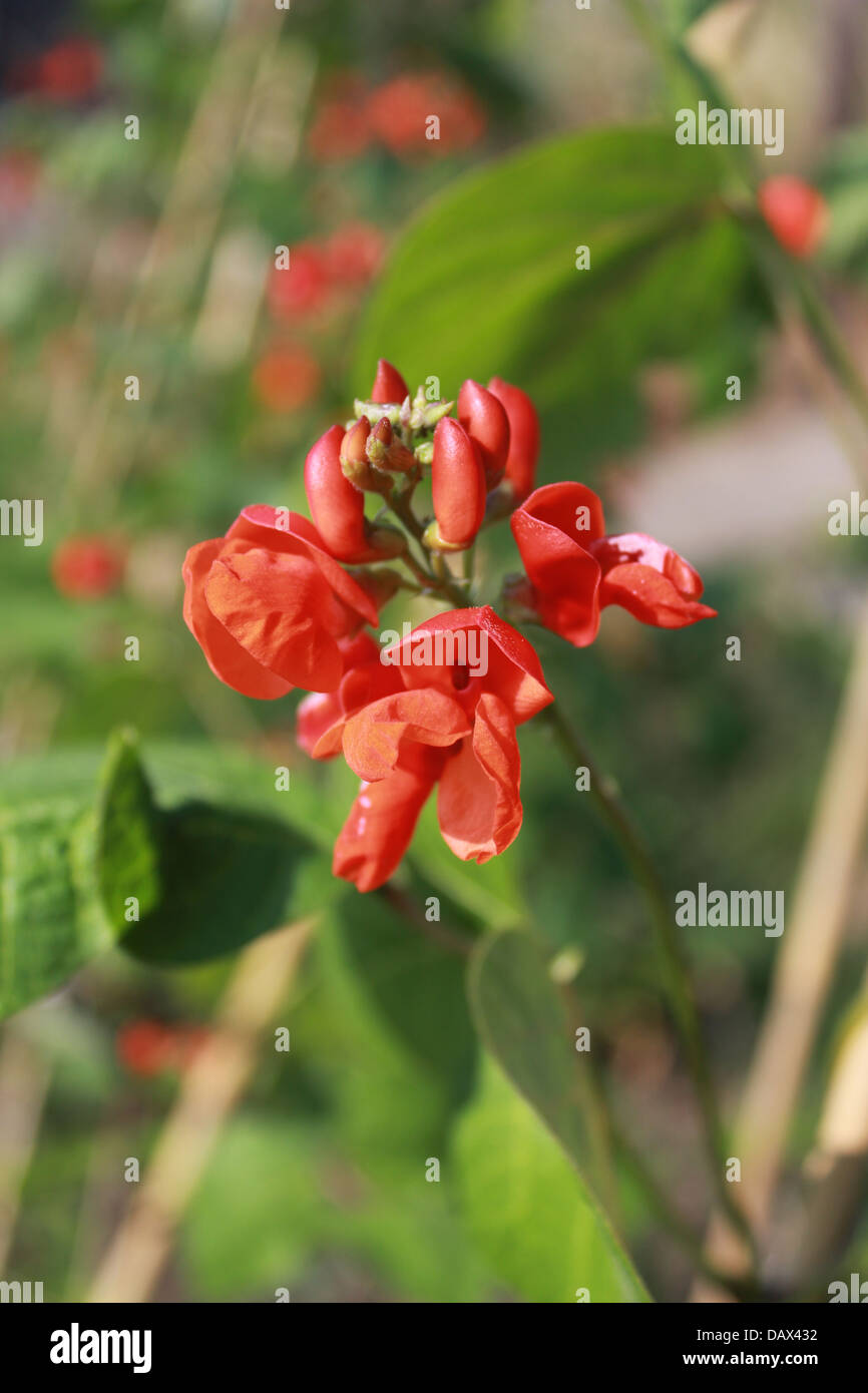 Nahaufnahme von Runner Bean Pflanze blüht Stockfoto