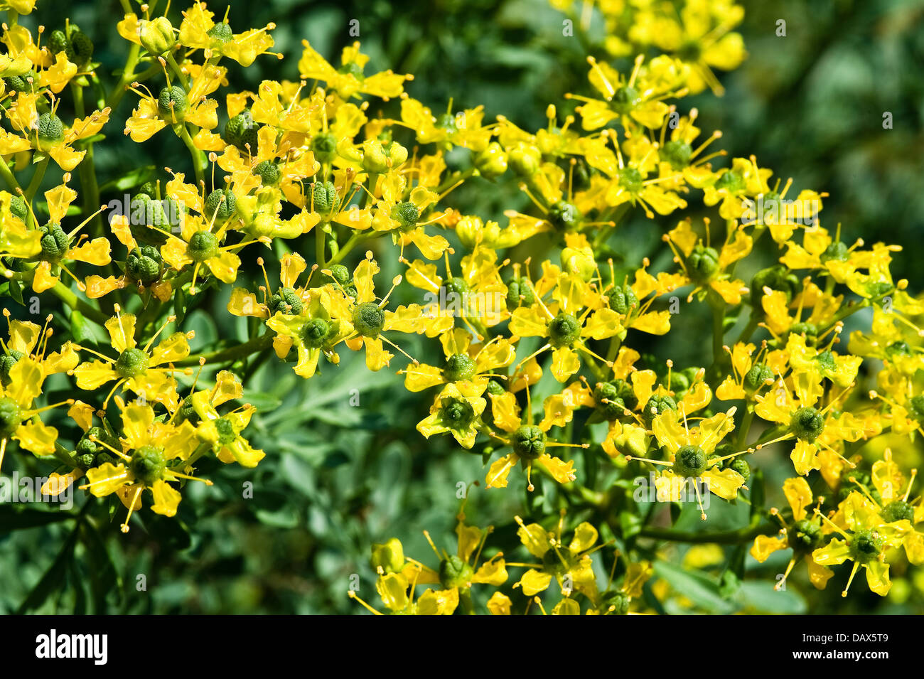 Rue (Ruta Graveolens) Blumen und Früchte in der Balkan-Halbinsel, Südosteuropa, Garten Juli England UK Europa heimisch Stockfoto