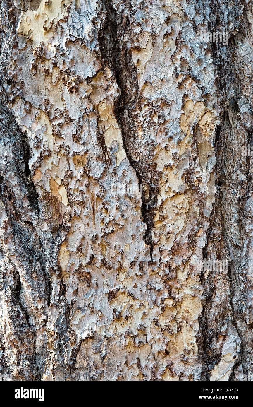 Die europäischen Schwarzkiefer (Pinus Nigran) europäischen Mittelmeerraum sowie in den hohen Bergen des Maghreb in Nordafrika Stockfoto