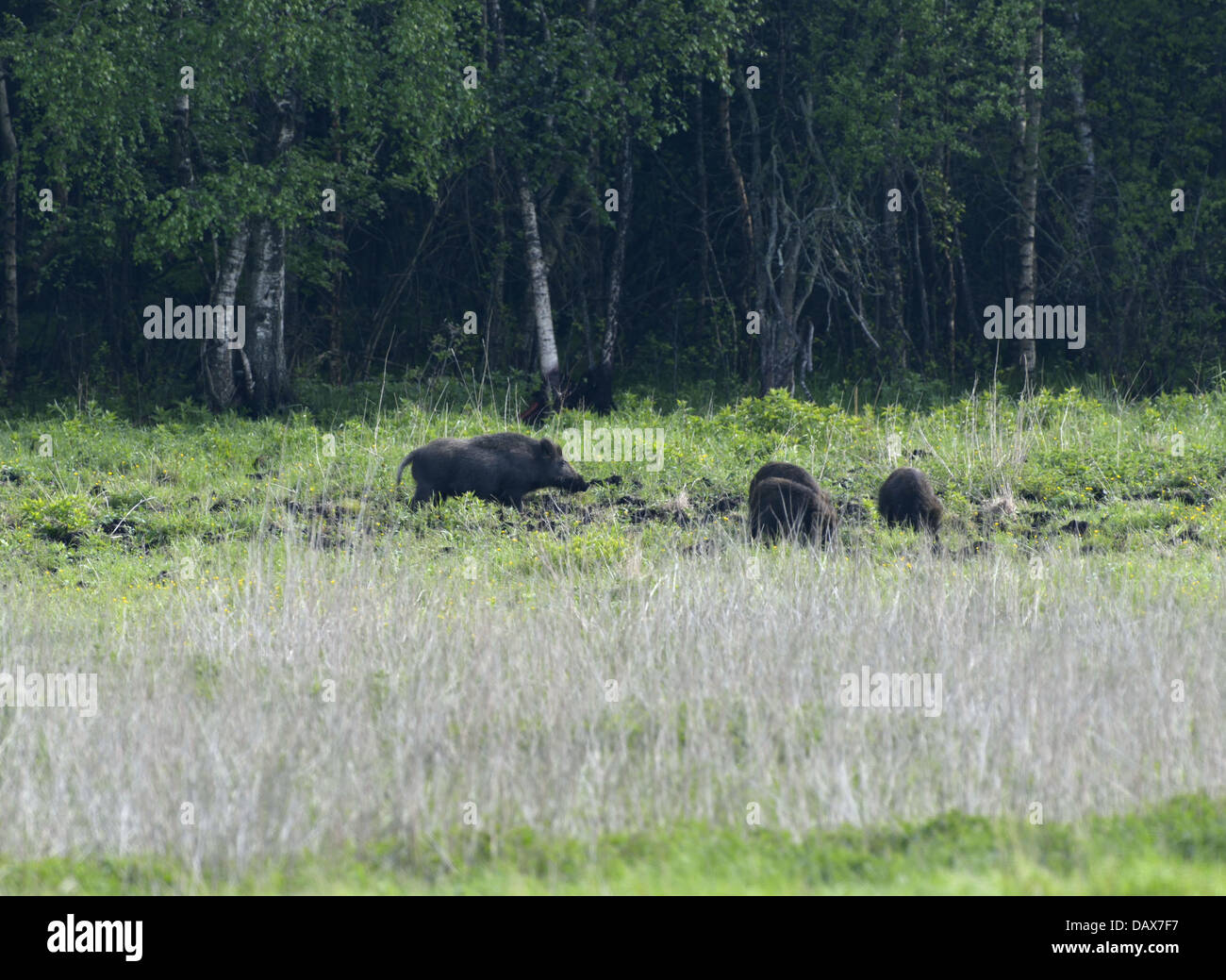 Wildschweine (Suf Scrofa) Fütterung außerhalb der Waldgrenze Stockfoto