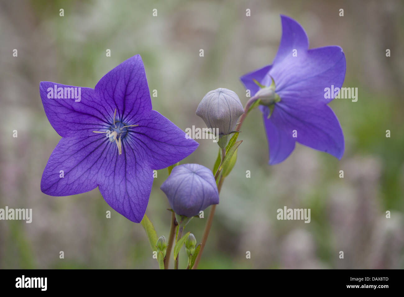 Campanula Stockfoto