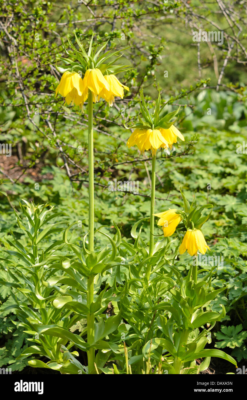 Kaiserkrone (fritillaria imperialis lutea'') Stockfoto