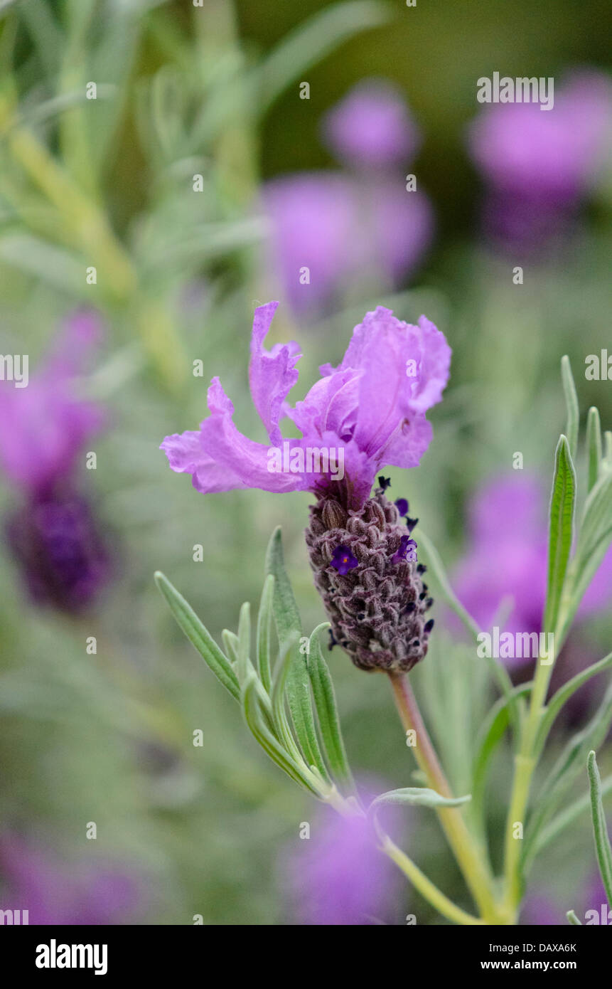 Überstieg Lavendel (lavandula stoechas) Stockfoto