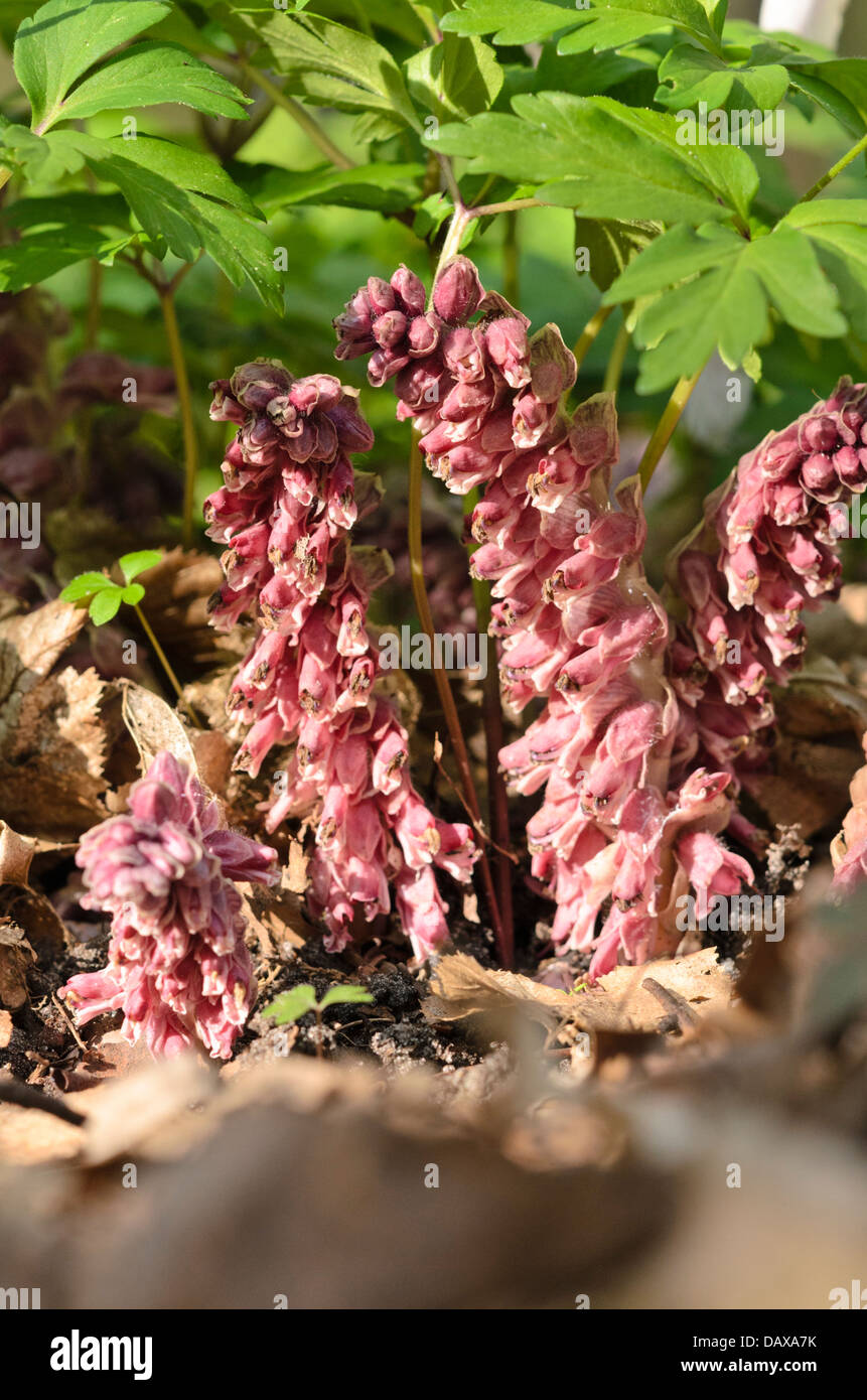 Gemeinsame toothwort (lathraea squamaria) Stockfoto