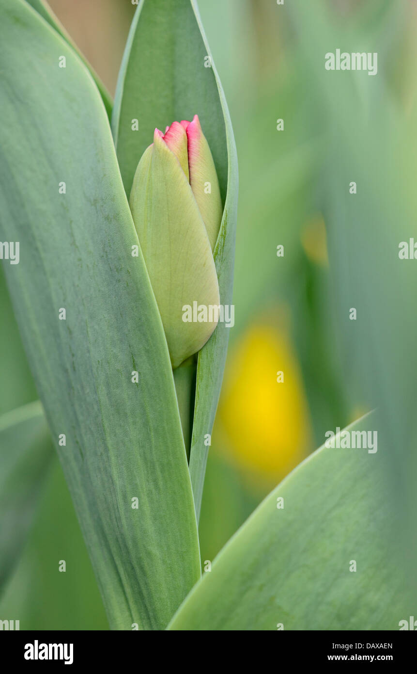 Tulpe (Tulipa) Stockfoto