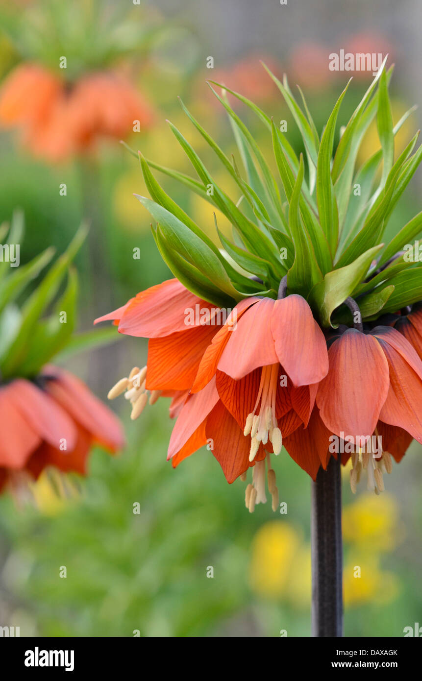 Kaiserkrone (fritillaria imperialis) Stockfoto