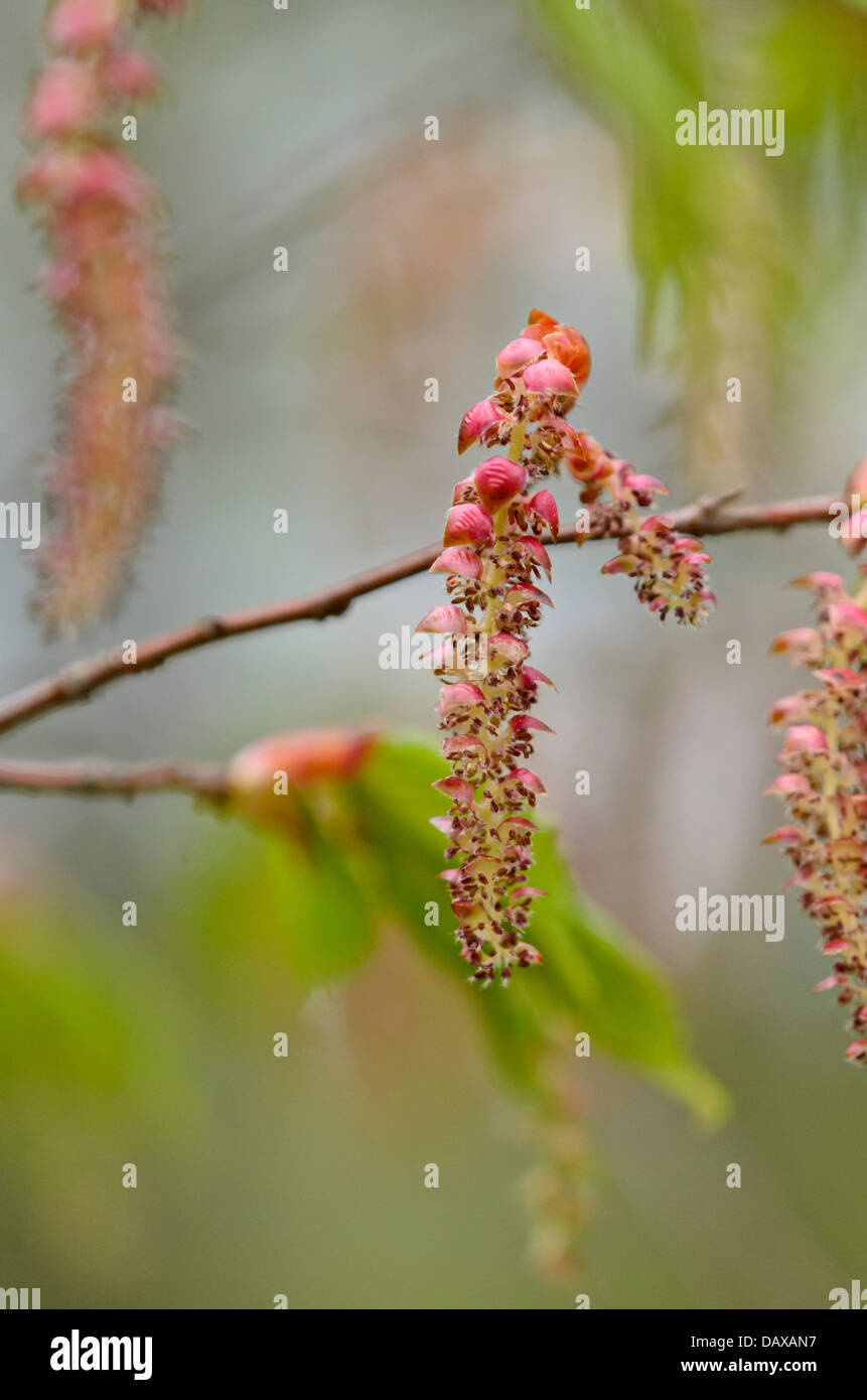 Chinesische Hainbuche (Carpinus laxiflora) Stockfoto