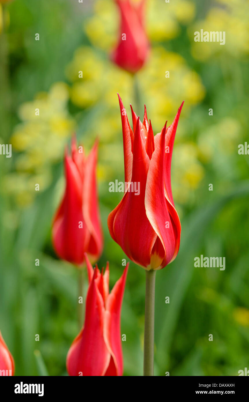 Lily-blühenden Tulpe (tulipa Aladdin) Stockfoto