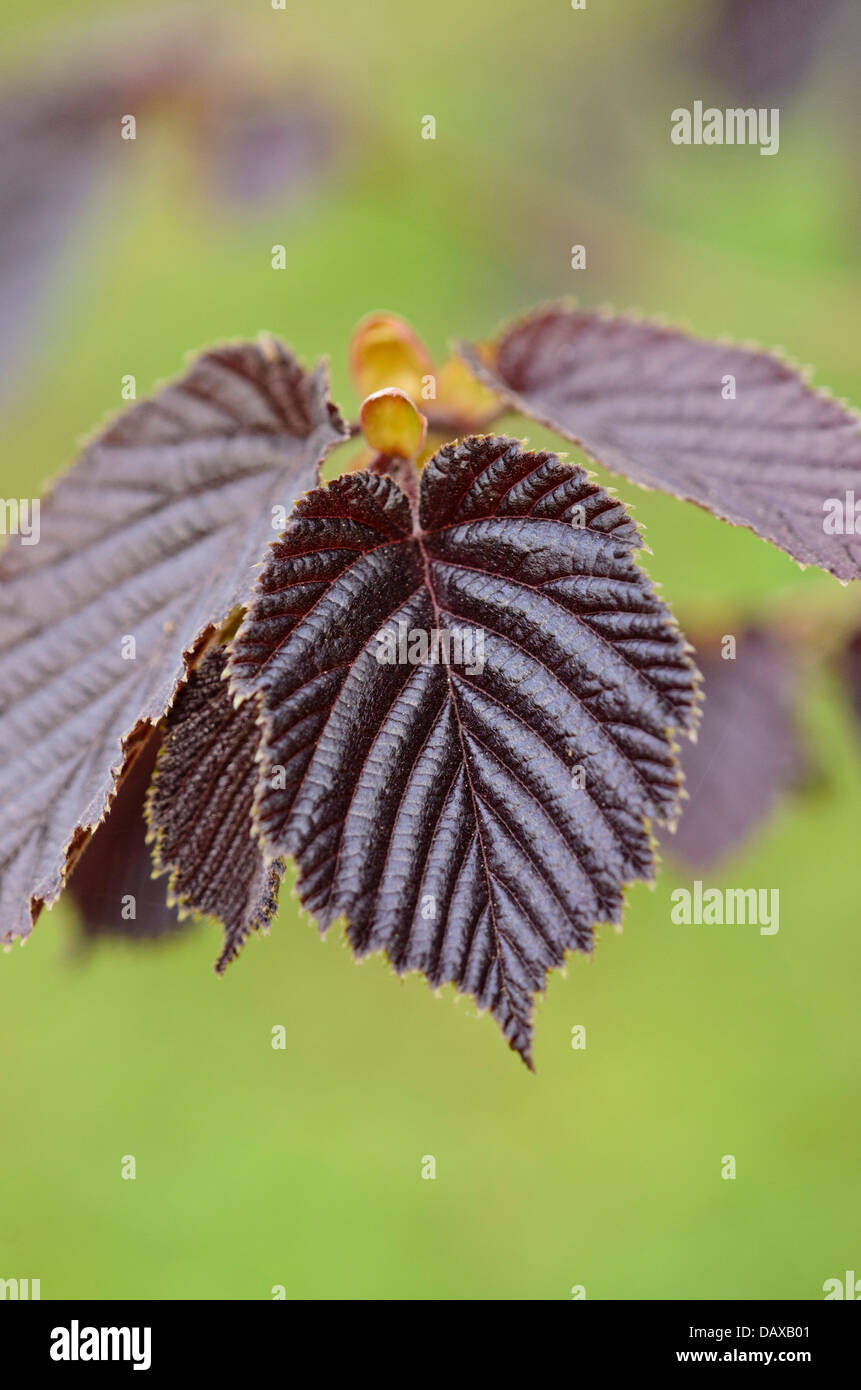 Gemeinsame Hasel (Corylus avellana 'rote zellernuss') Stockfoto