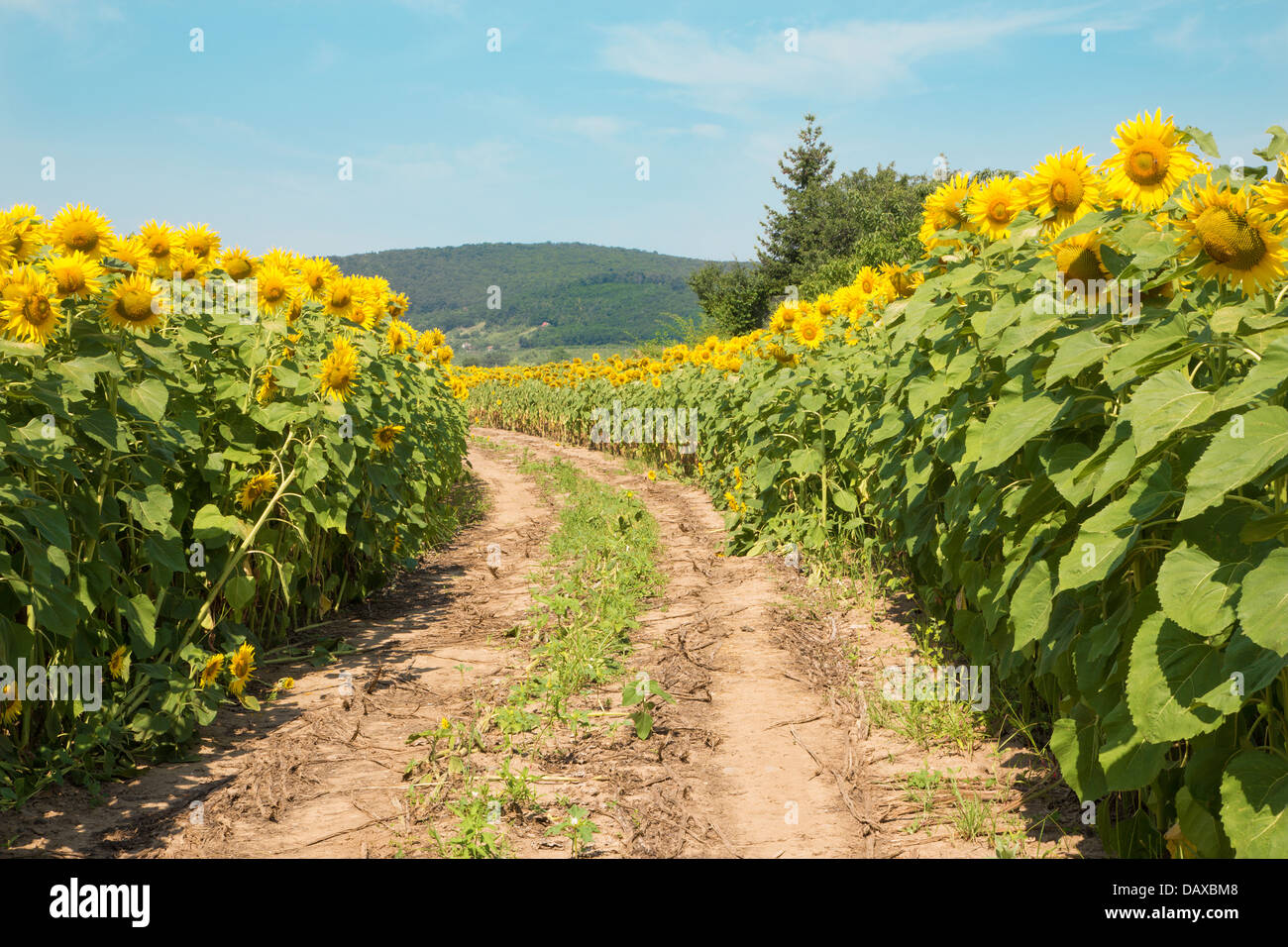 Weise auf Feld von Sonnenblumen Stockfoto