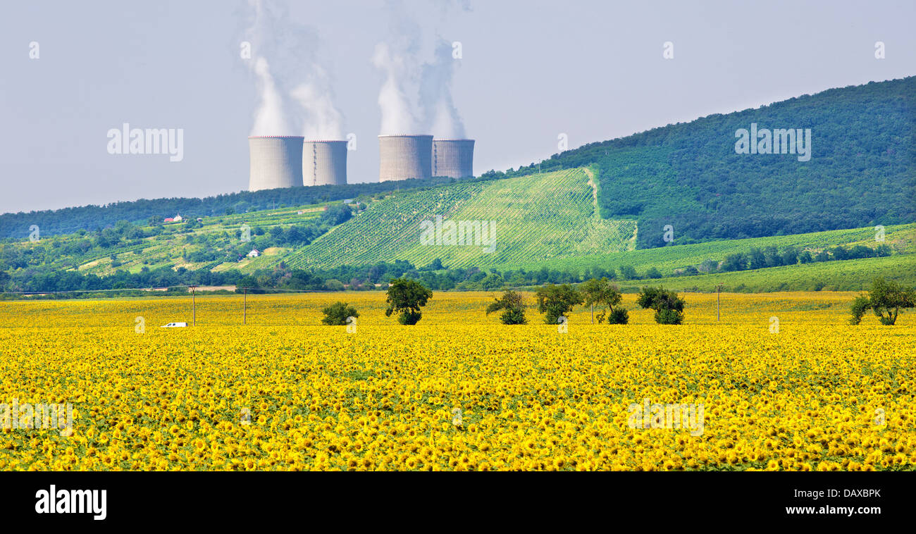 Feld von Sonnenblumen und Kernkraftwerk Stockfoto