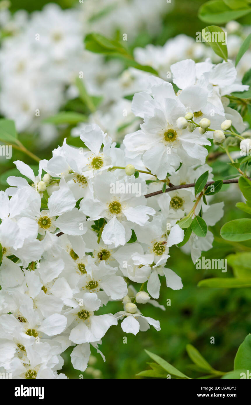 Pearl bush (exochorda macrantha x) Stockfoto