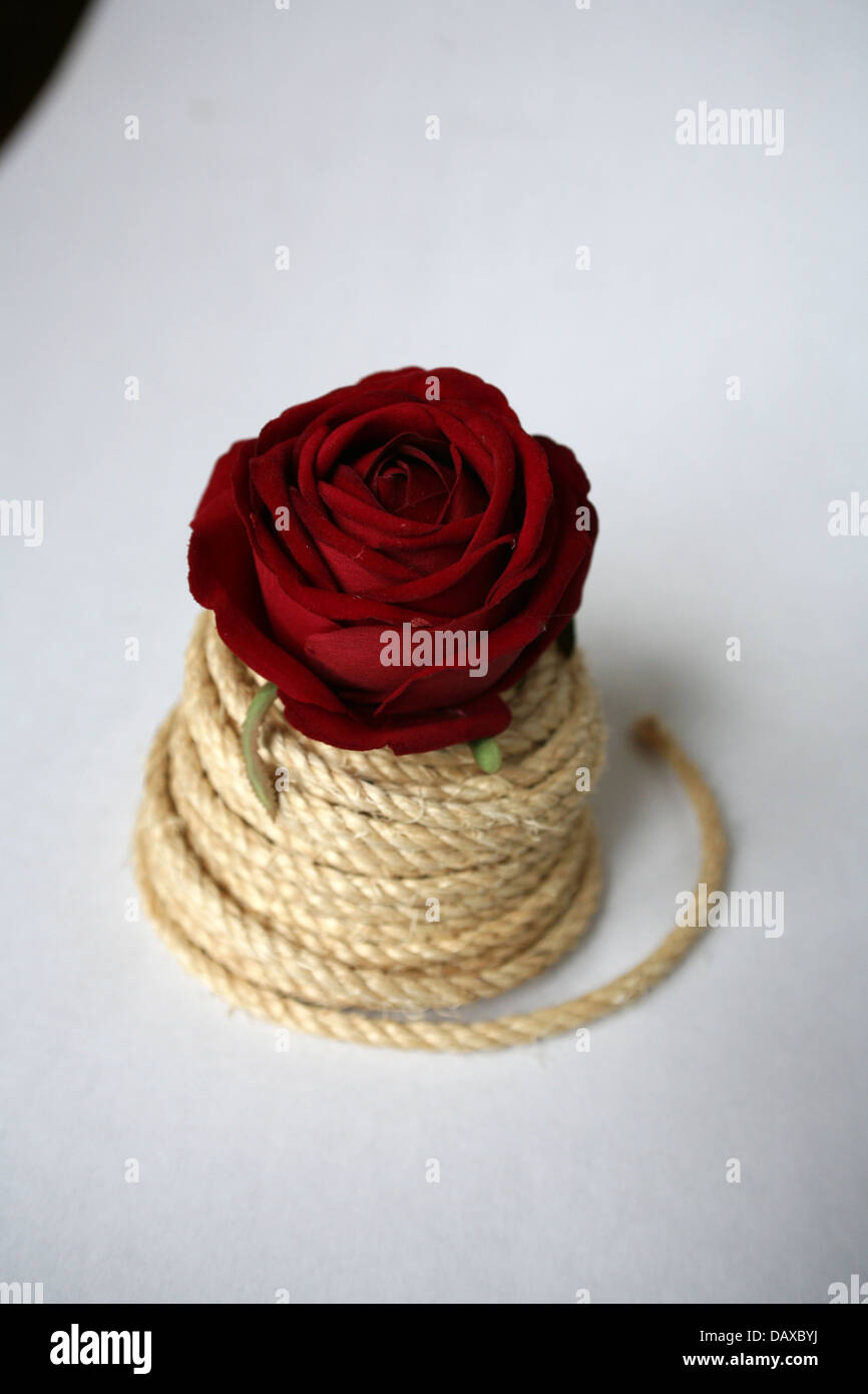 eine rote rose in einer Spule Seil Stockfoto