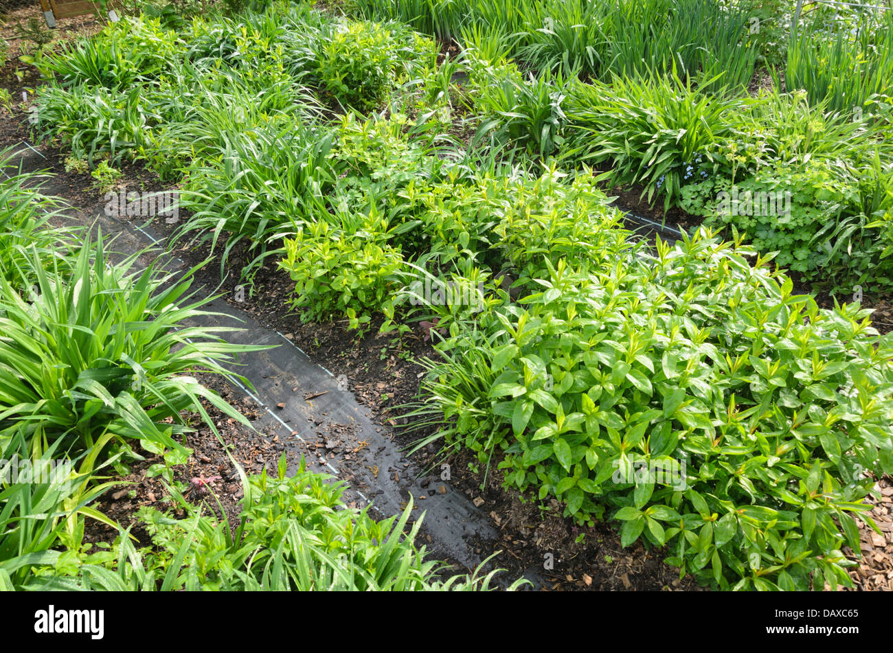 Phlox (Phlox) und Taglilien (Hemerocallis) Stockfoto