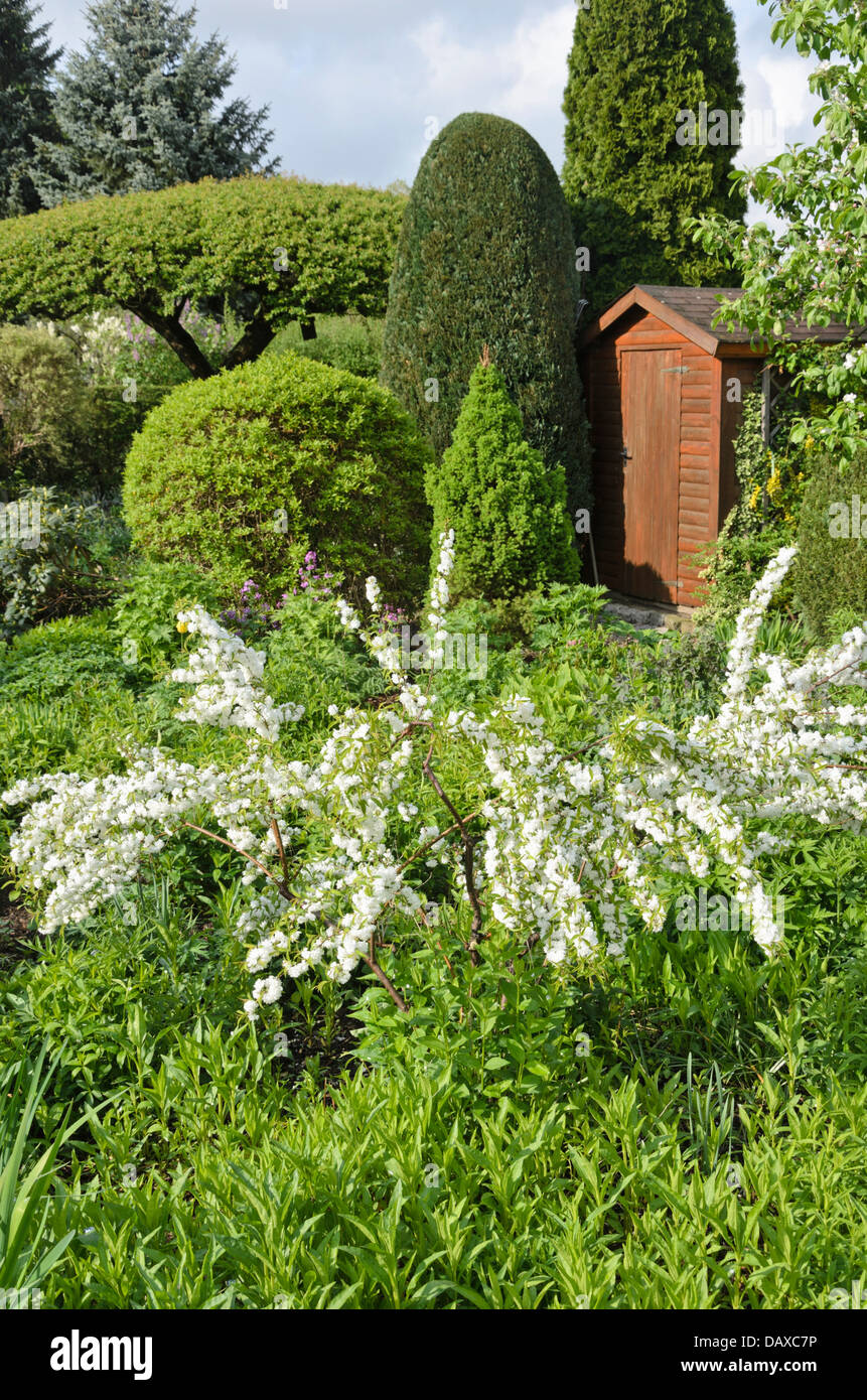 Chinesische bush Berry (Prunus glandulosa 'Alboplena') in einem beständigen Garten. Design: Marianne und Detlef lüdke Stockfoto