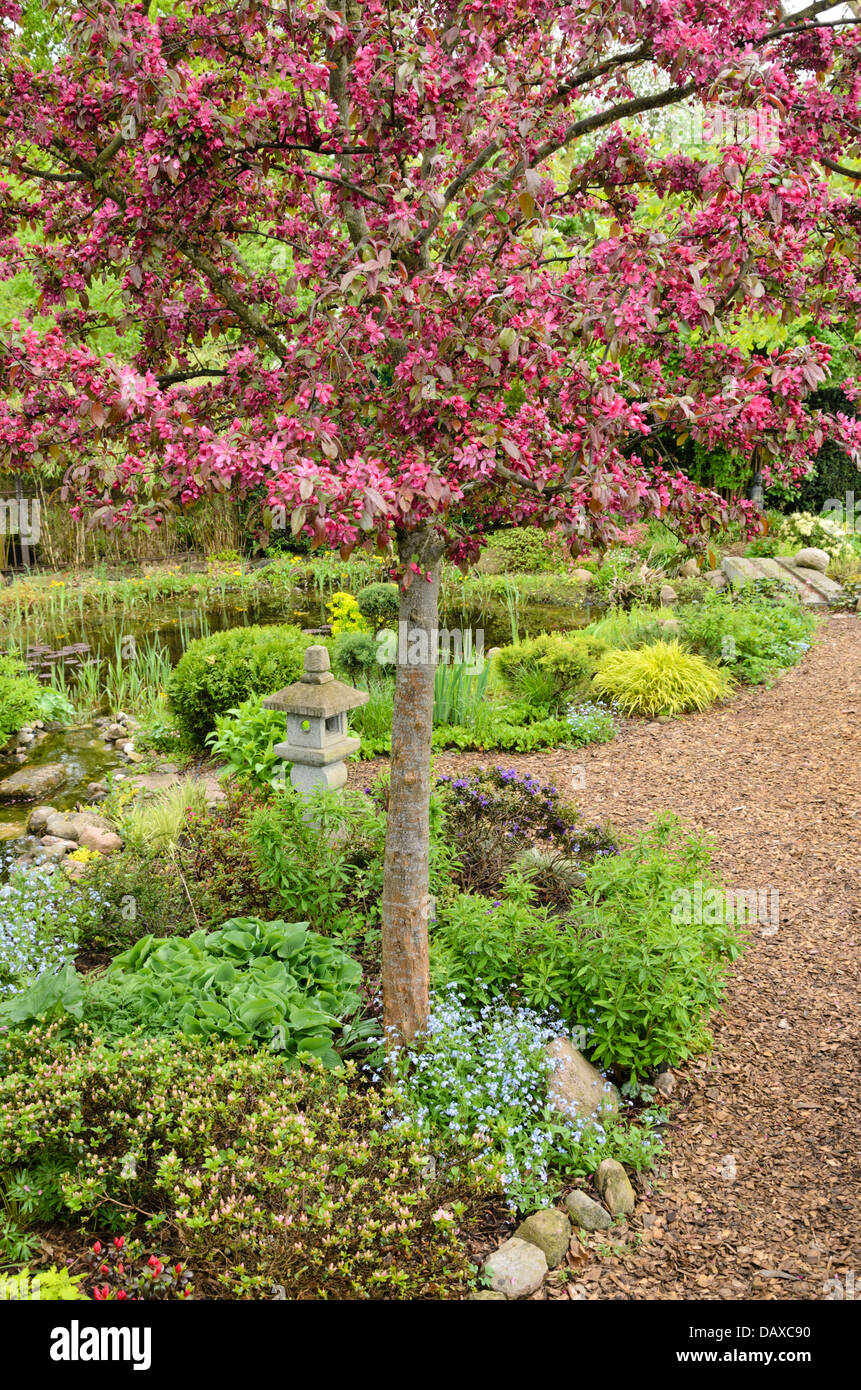 Holzapfel (Malus x moerlandsii 'Profusion') in einem beständigen Garten mit Gartenteich. Design: Marianne und Detlef lüdke Stockfoto