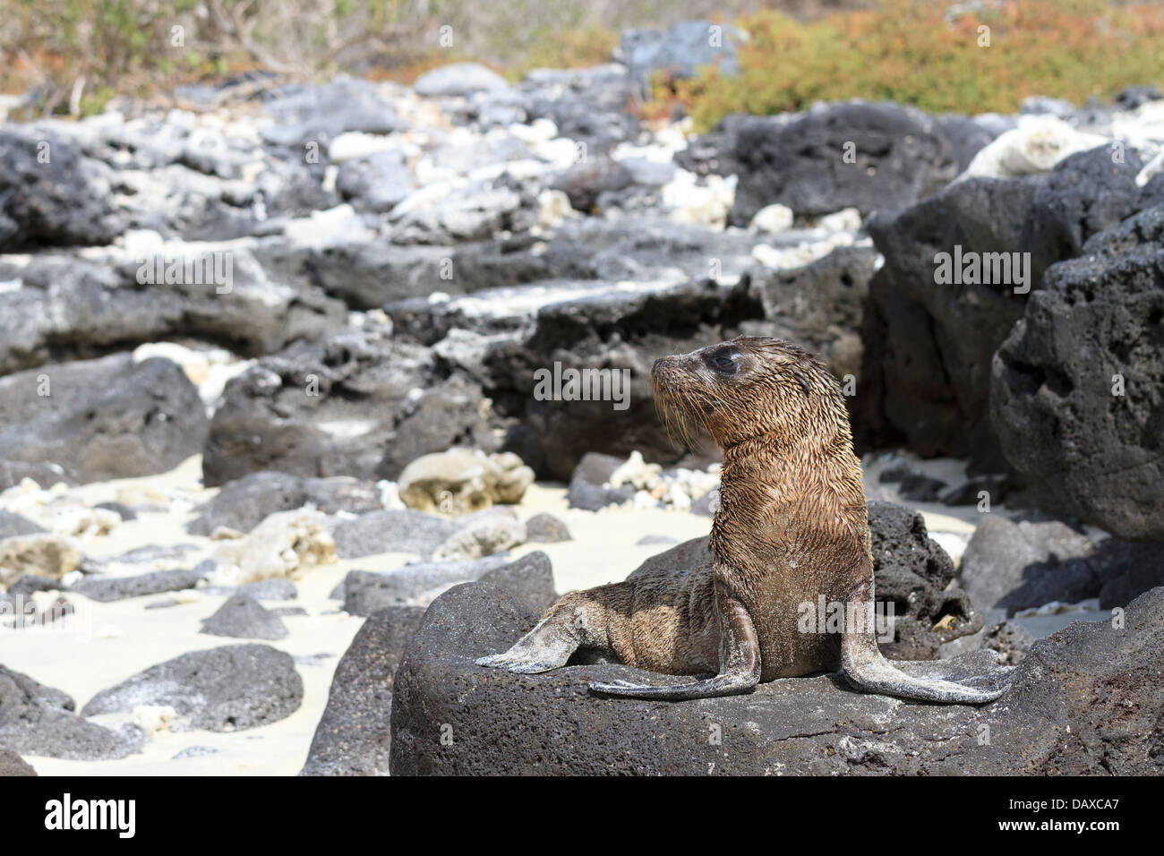 Galapagos-Seelöwen, Zalophus Wollebaeki, Chinese Hut Insel Santa Cruz Insel, Galapagos-Inseln, Ecuador Stockfoto