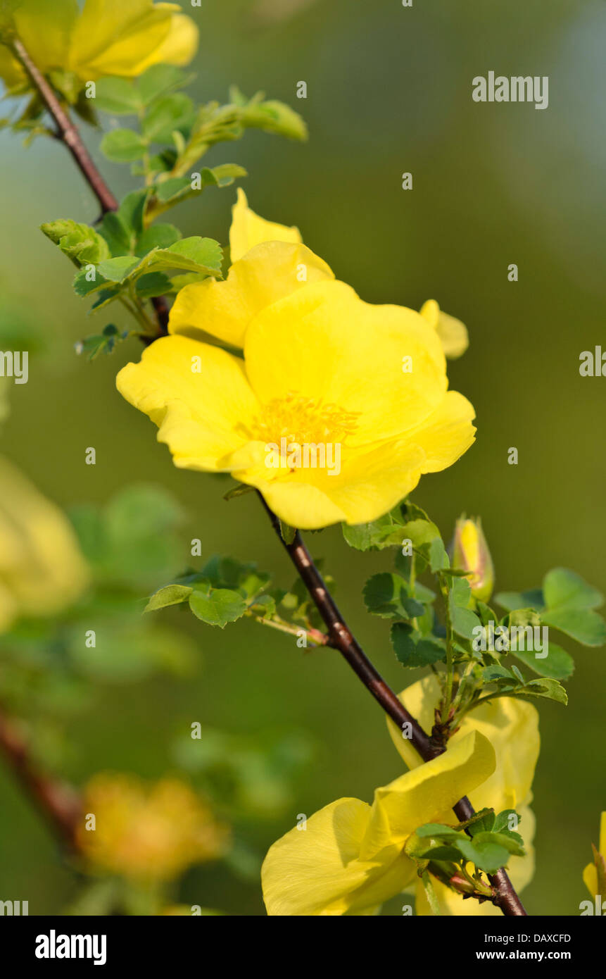 Strauch Rose (rosa golden Halbinsel) Stockfoto