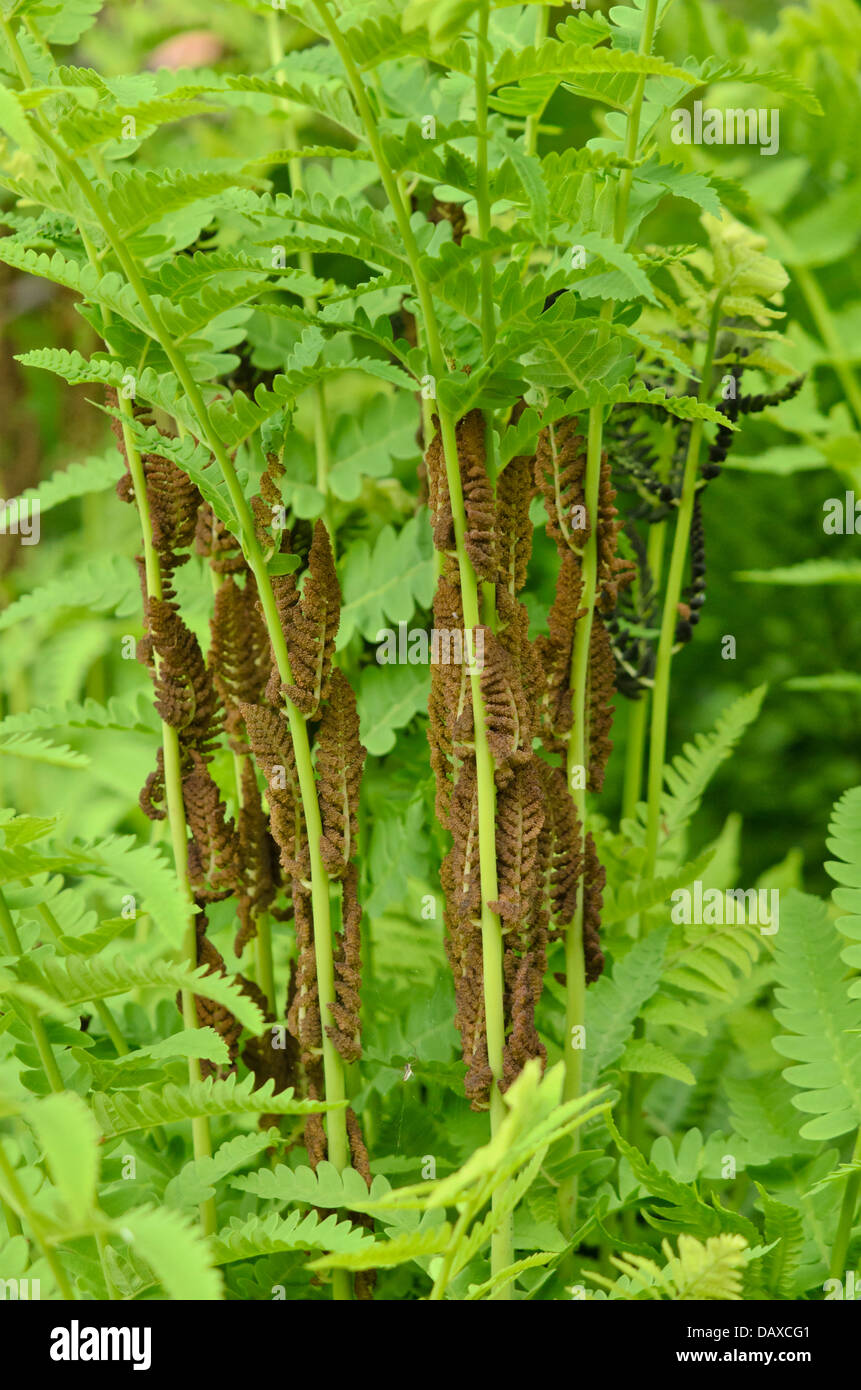 Unterbrochen Farn (osmunda claytoniana) mit fruchtbaren Wedel Stockfoto