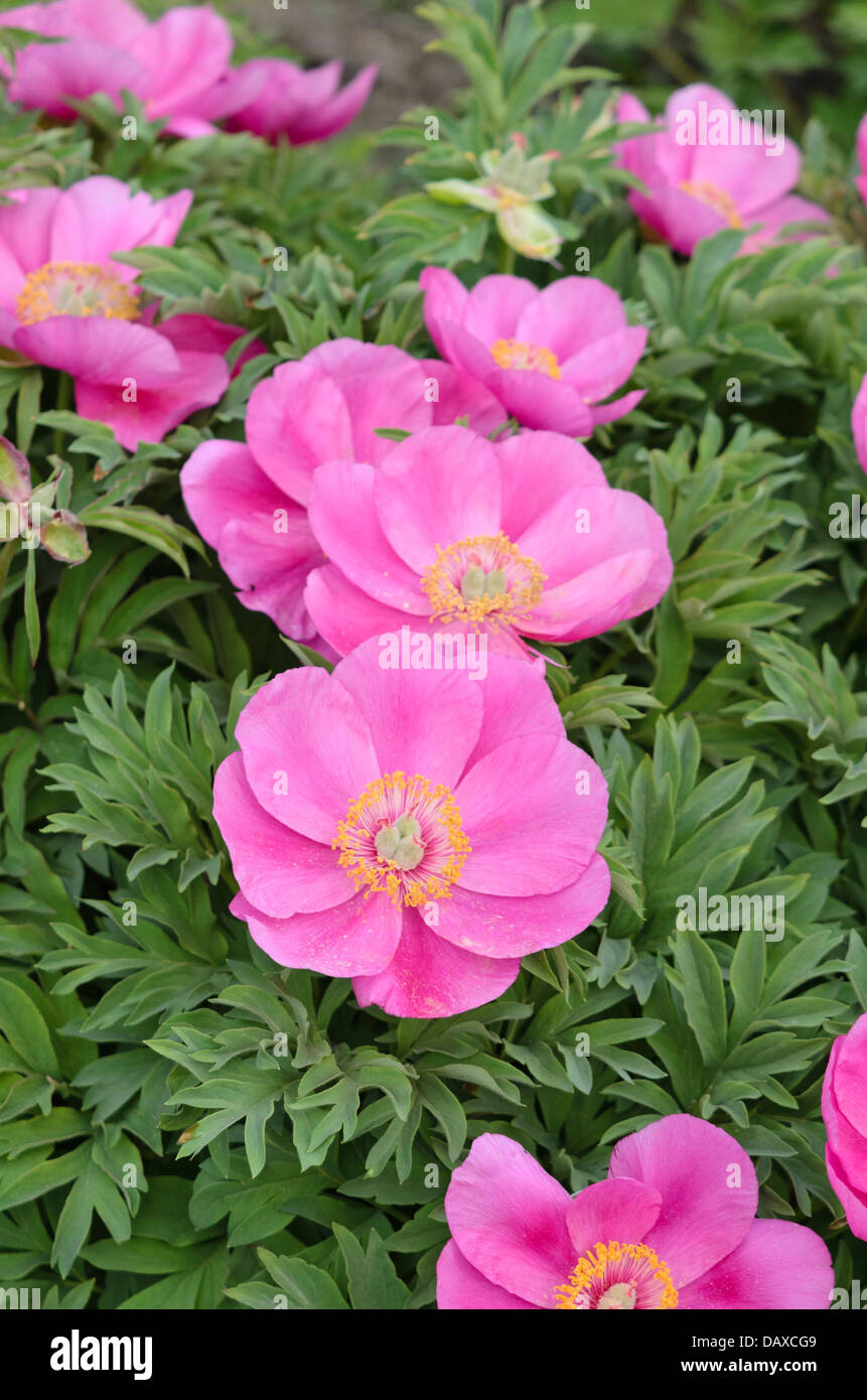 Gemeinsame Pfingstrose (Paeonia officinalis) Stockfoto