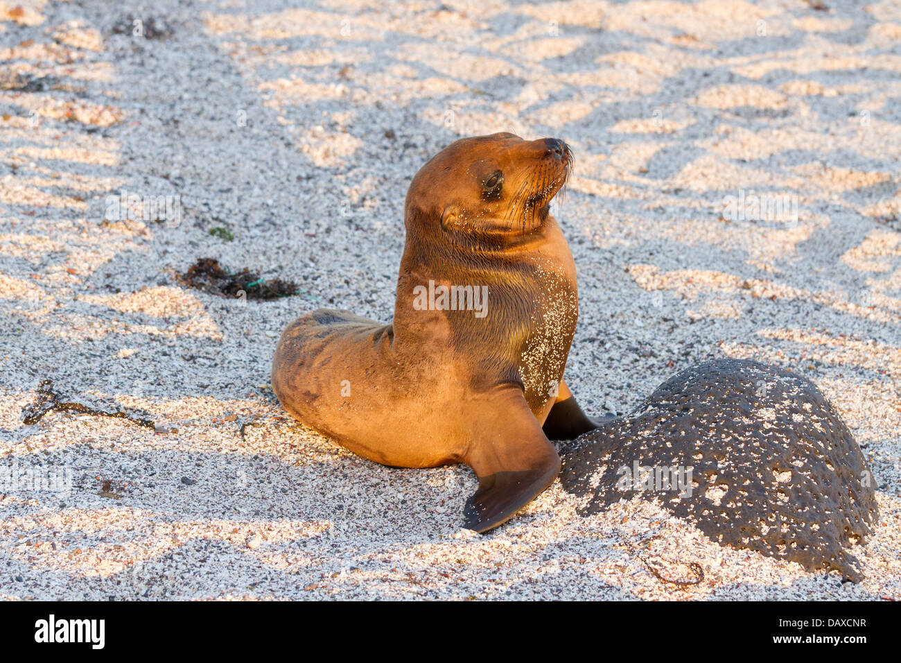 Galapagos-Seelöwe pup, Zalophus Wollebaeki, La Loberia, Strand, San Cristobal Insel, Galapagos-Inseln, Ecuador Stockfoto