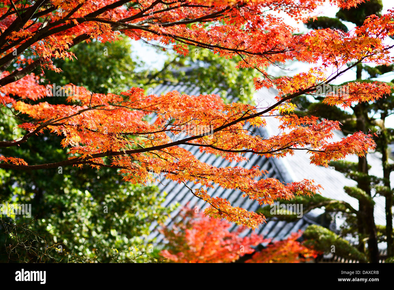 Herbstlaub in Nara, Japan. Stockfoto