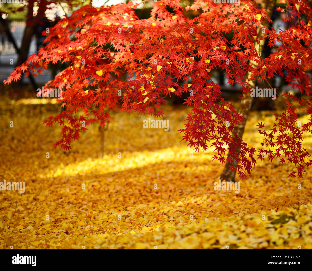 Herbstfarben im Eikando Tempel in Kyoto, Japan. Stockfoto