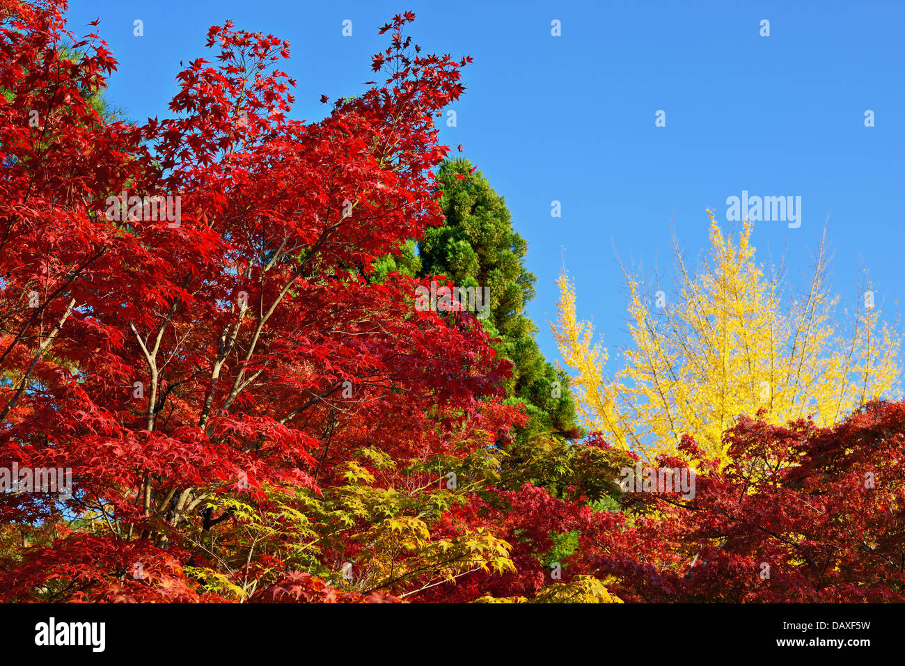 Herbstfarben im Eikando Tempel in Kyoto, Japan. Stockfoto