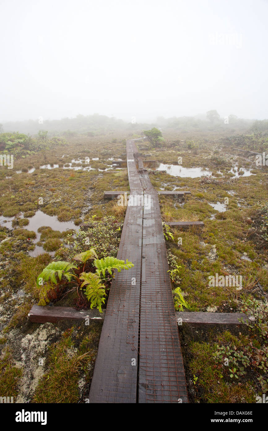 Promenade führt über Alakai Swamp in Kokee State Park, Kauai, Hawaii. Stockfoto