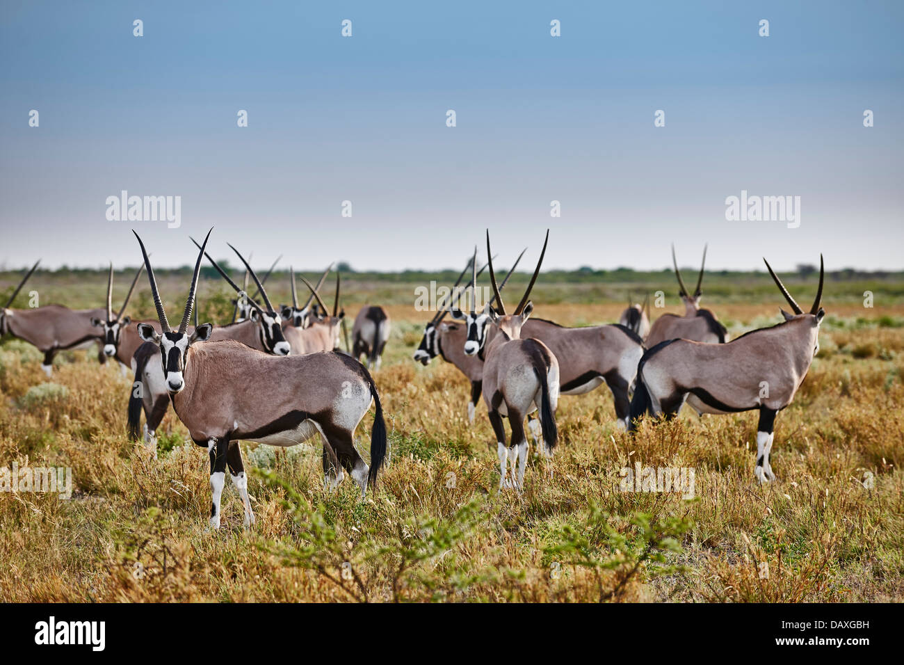 Herde von Oryx (Oryx Gazella), Central Kalahari Game Reserve, Botswana, Afrika Stockfoto