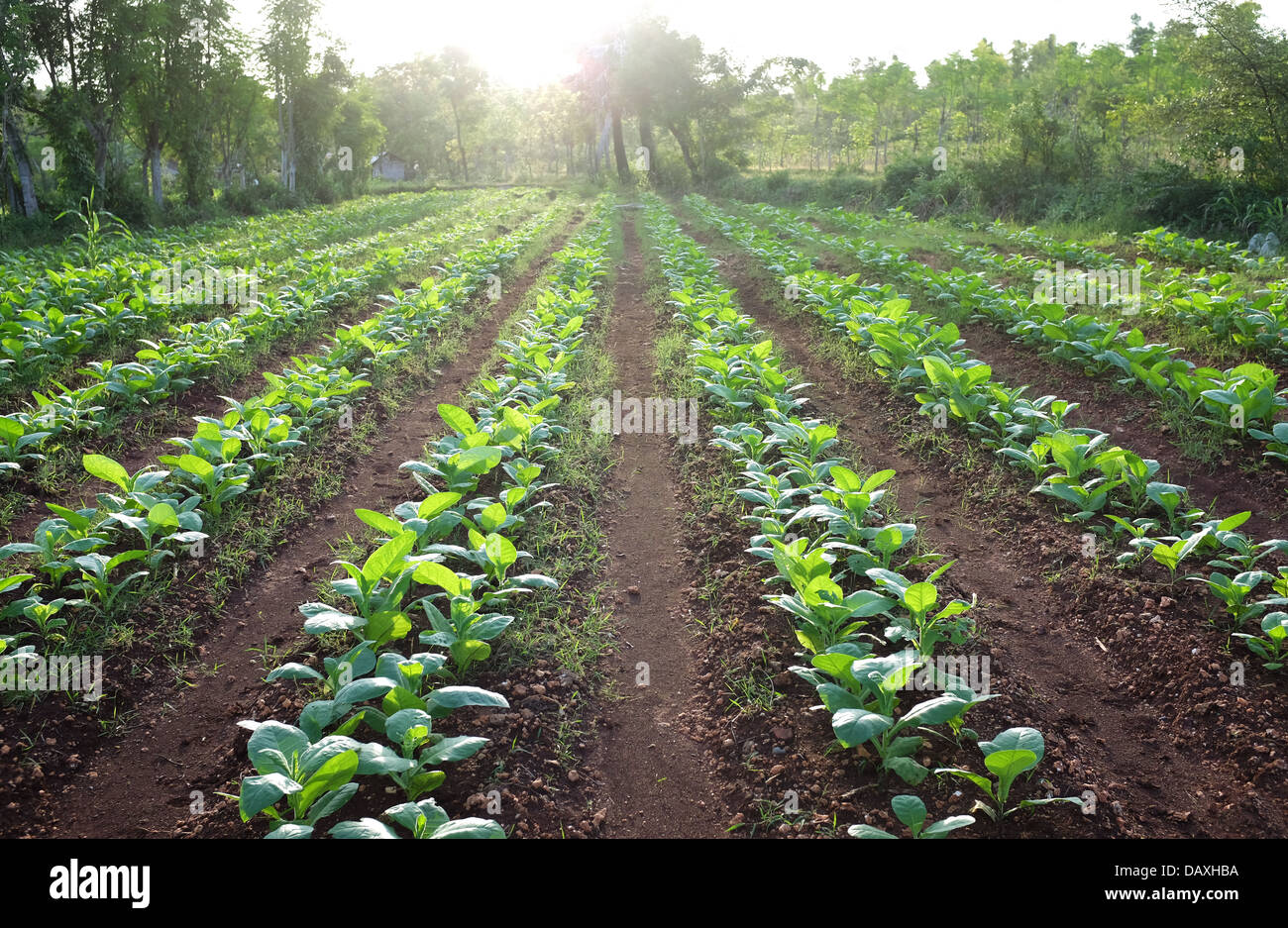 Reihe von Tabak-Plantage in ländlichen Ackerland Stockfoto