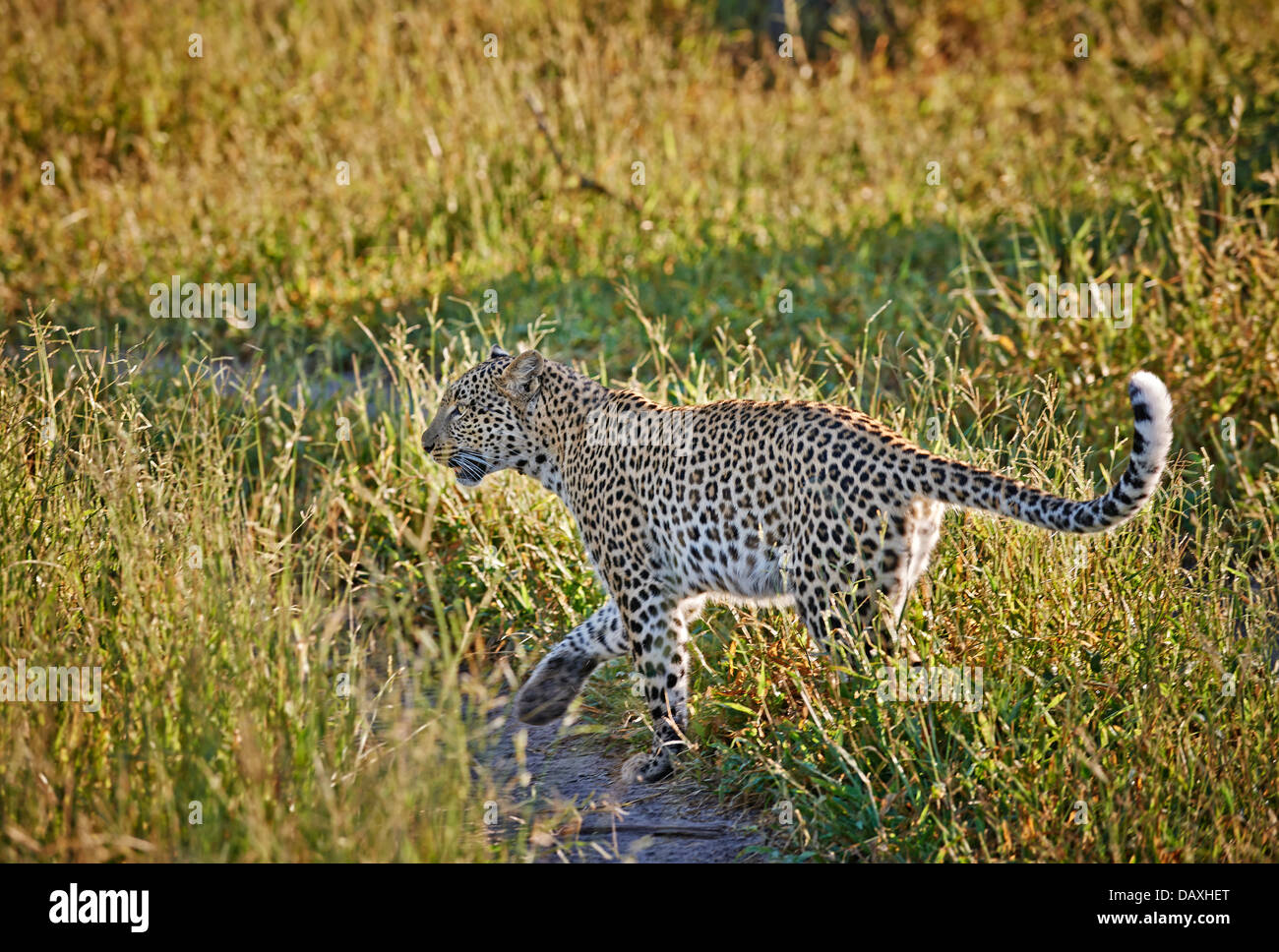 weibliche Leoparden (Panthera Pardus) hohes Gras, Chitabe, Okavango Delta, Botswana, Afrika Stockfoto