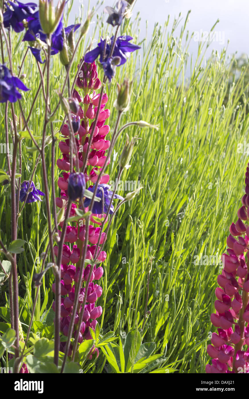 Lupinen in unter den hohen Weizen wie Gras Stockfoto