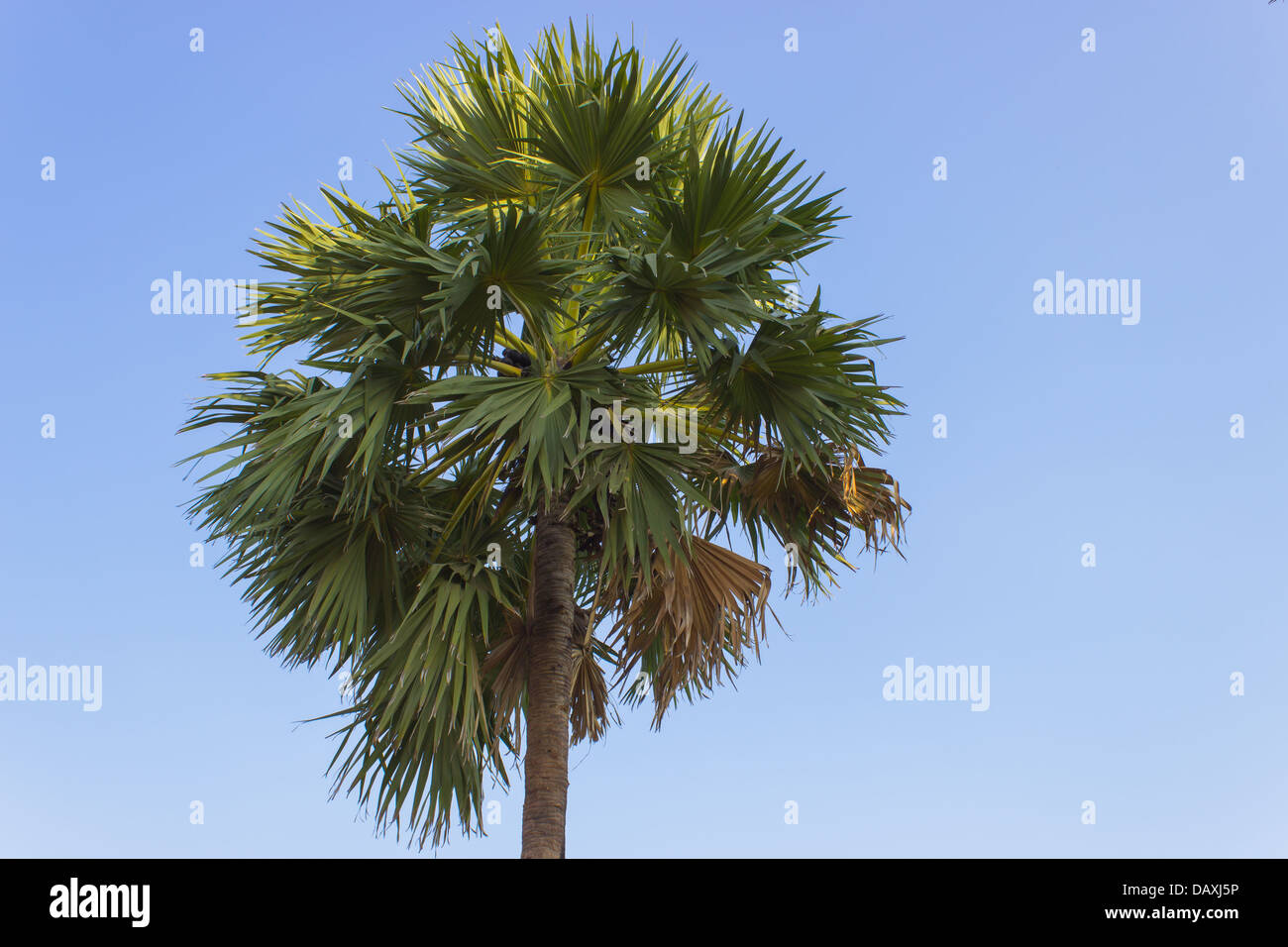 Ein Toddy-Palmen und blauer Himmel Stockfoto