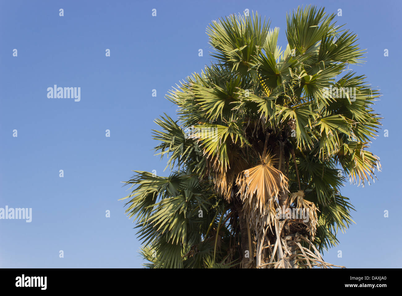 Toddy-Palmen und blauer Himmel Stockfoto