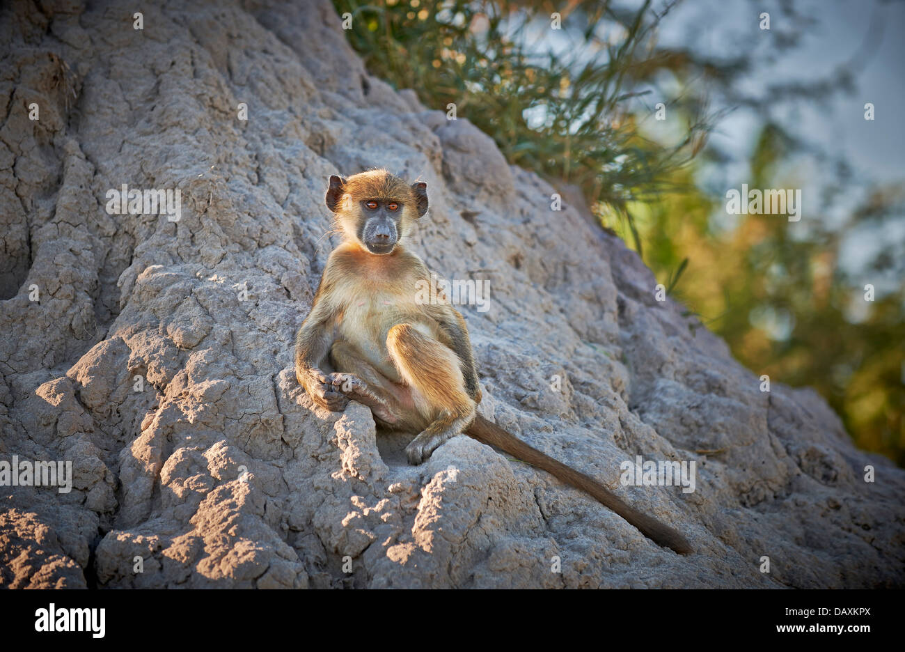 junge Chacma Pavian, Papio Ursinus, Chitabe, Okavango Delta, Botswana, Afrika Stockfoto