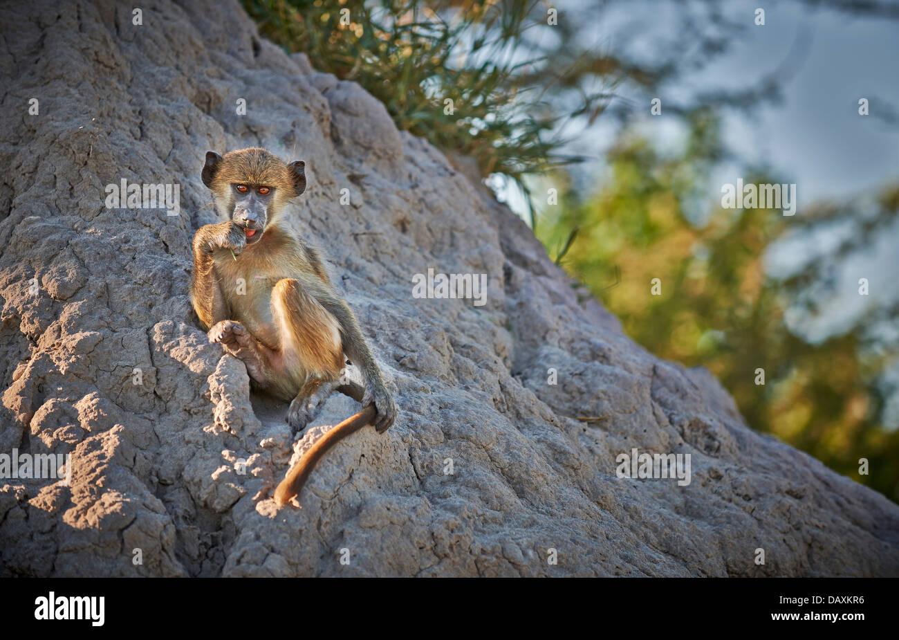 junge Chacma Pavian, Papio Ursinus, Chitabe, Okavango Delta, Botswana, Afrika Stockfoto