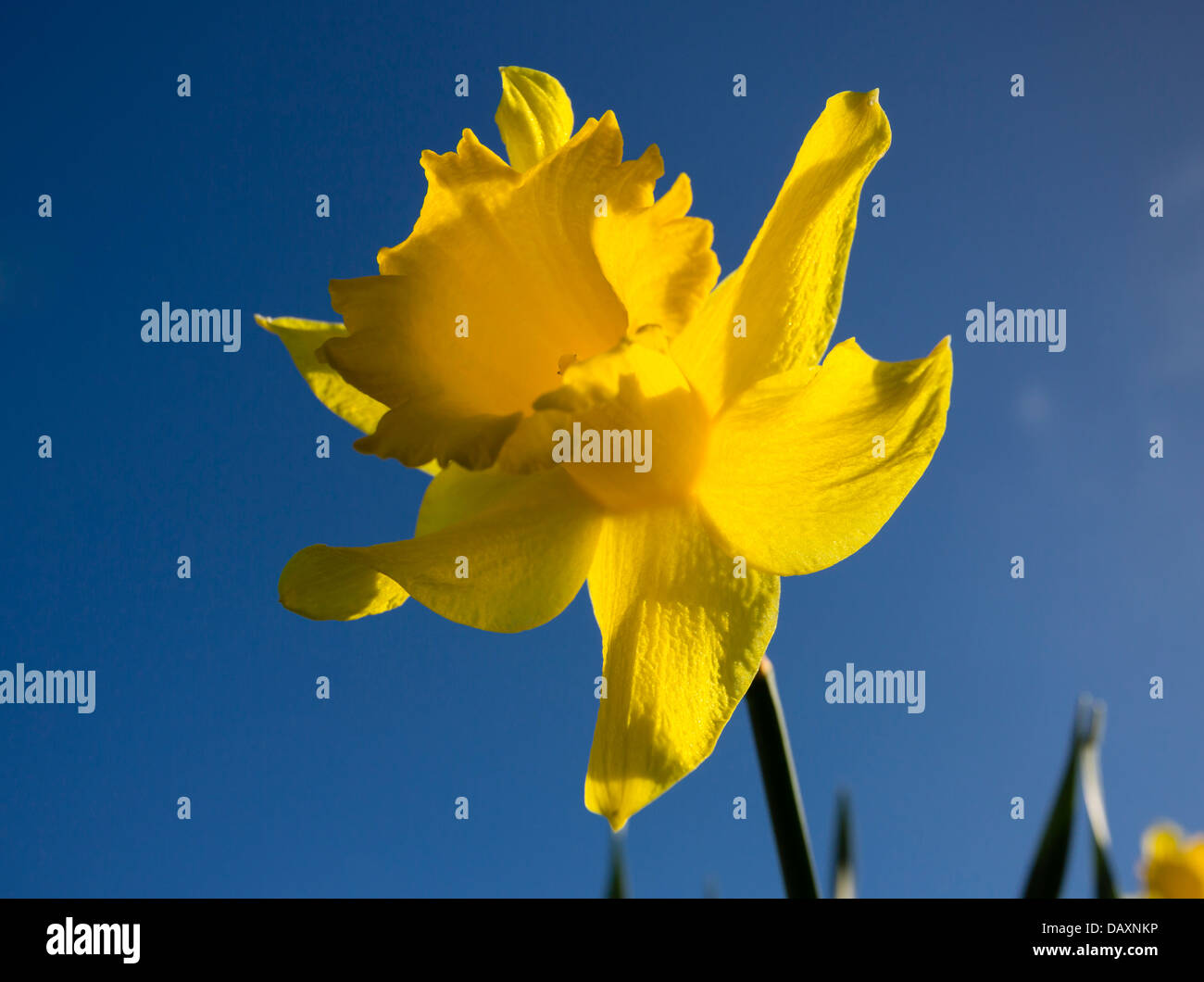 Frühling-Narzissen vor blauem Himmel Stockfoto