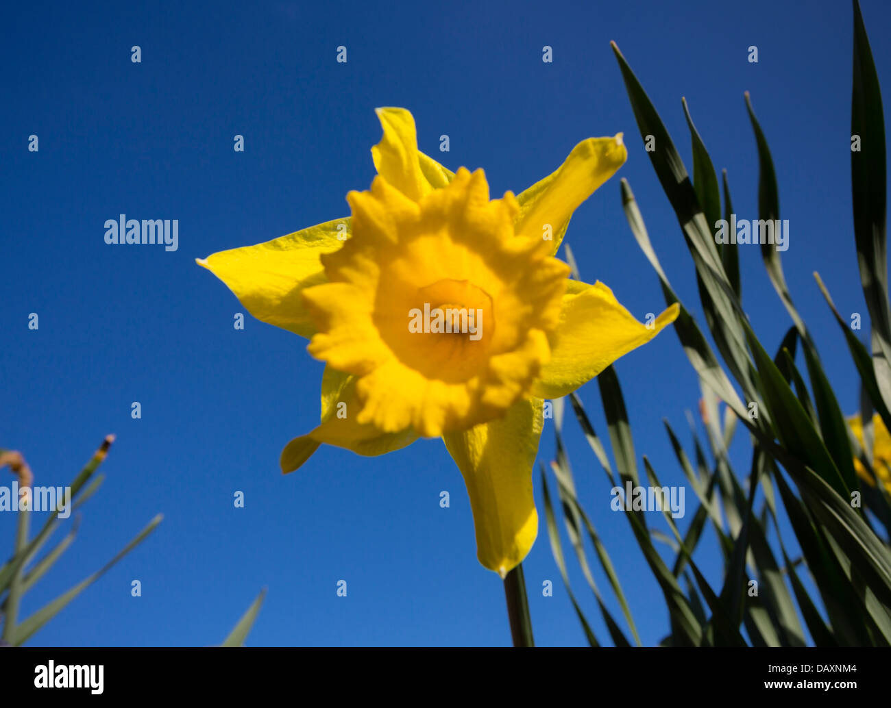 Frühling-Narzissen vor blauem Himmel Stockfoto