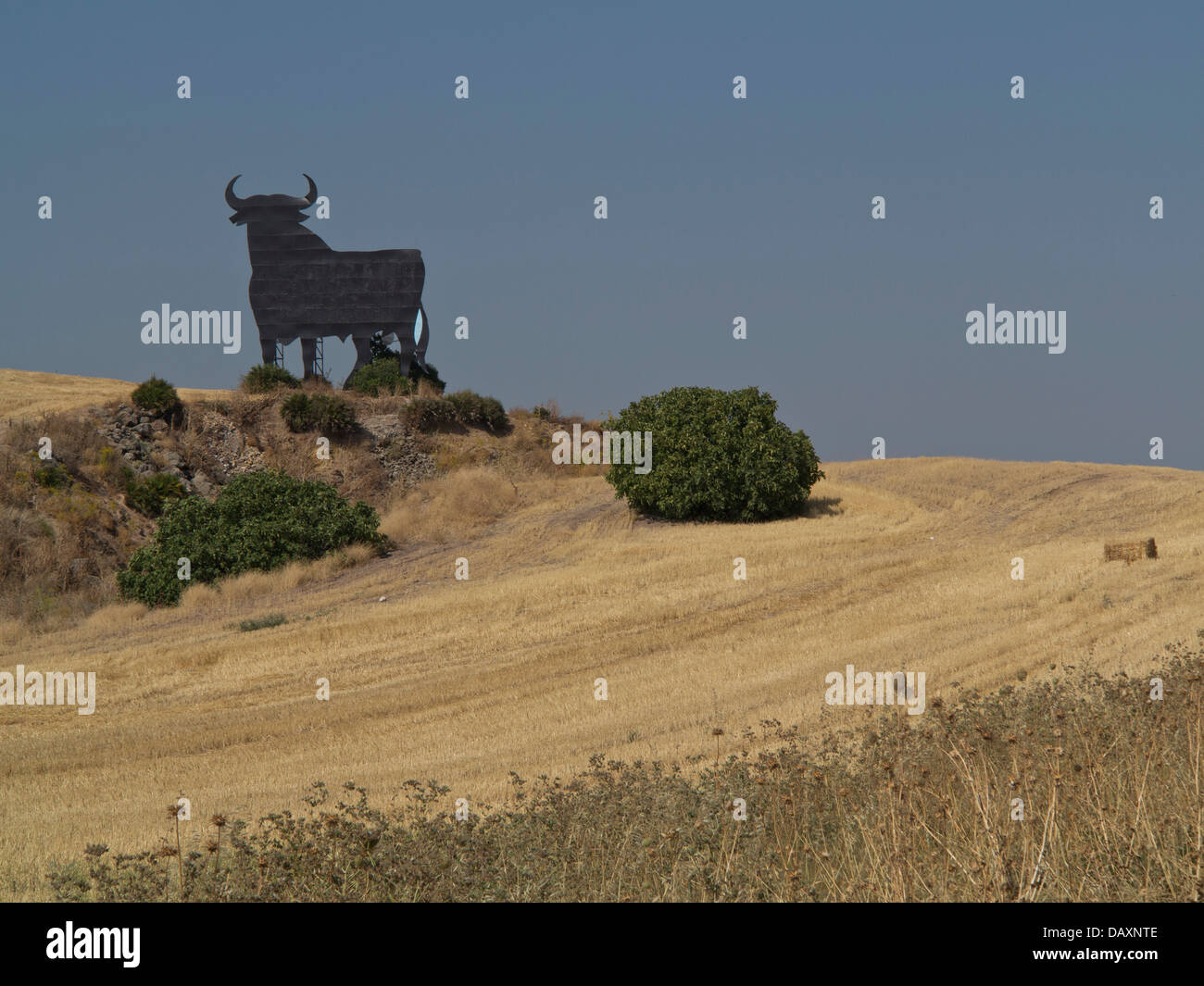 Ein seltenes Beispiel für eines der letzten Bilder der Osborne Stier auf dem Lande in der Nähe von Jerez in Andalusien, Spanien Stockfoto