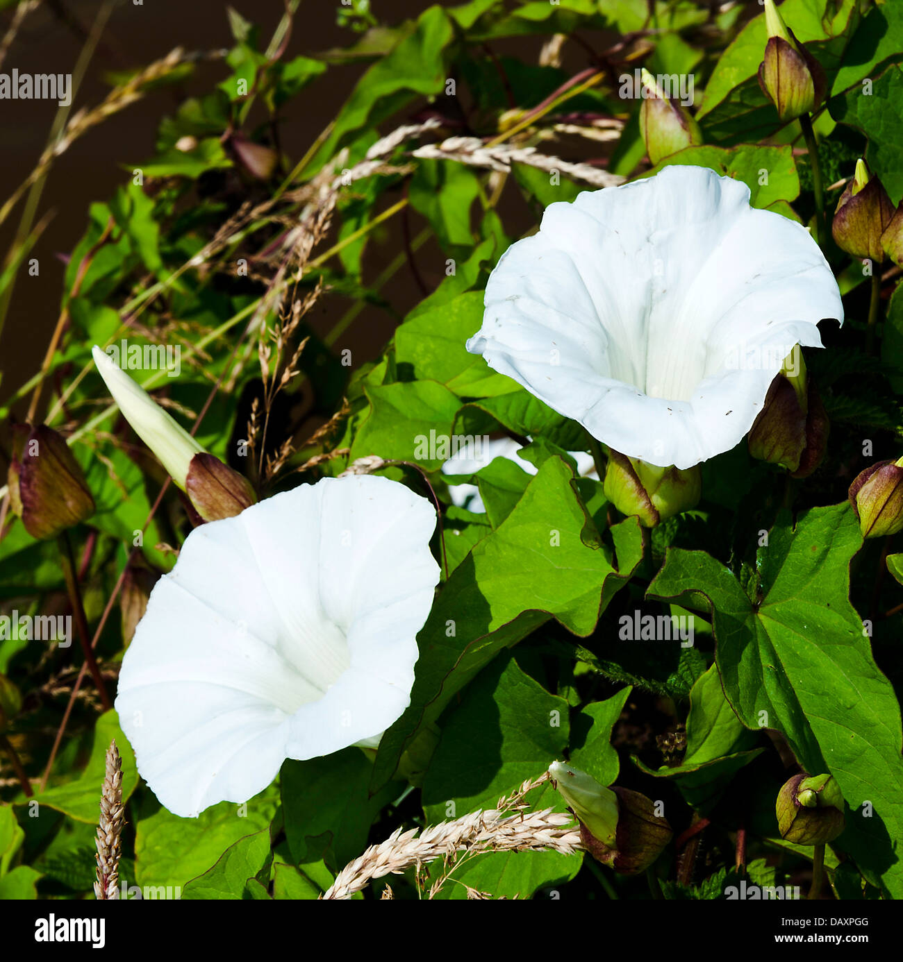 Weiße Convolvulus Blumen in voller Blüte am Leinpfad Trent und Mersey Kanal ritten Heide Cheshire England Vereinigtes Königreich UK Stockfoto