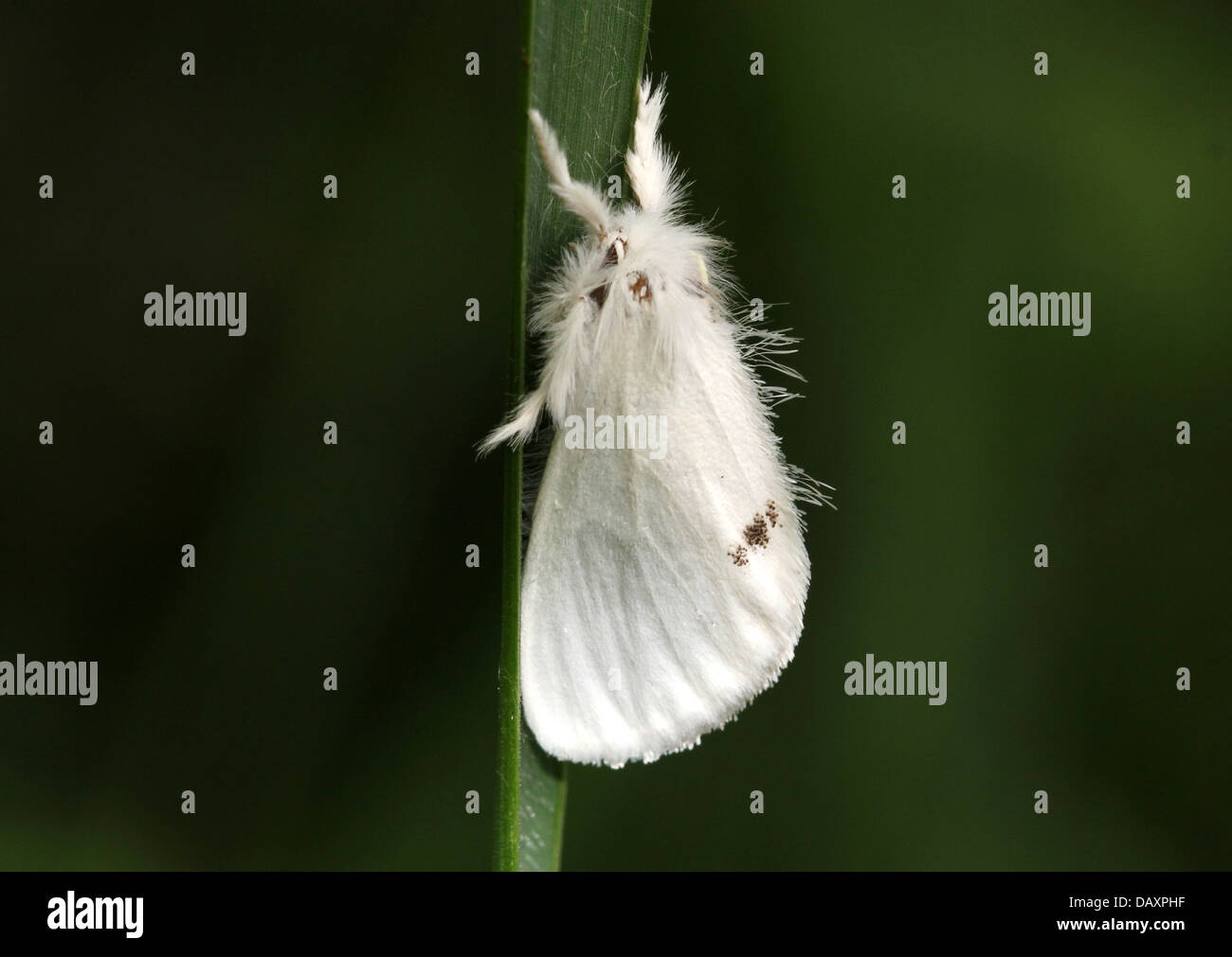 Männliche gelb-Tail Moth (Euproctis Similis, a.k.a. Goldtail Motte oder Swan Motte) posiert auf einem Grashalm Stockfoto