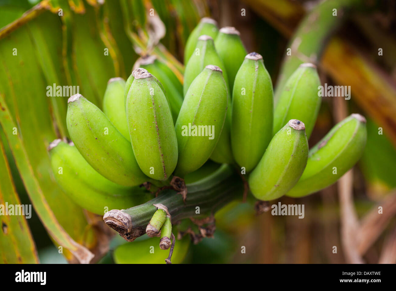 Eine Reihe von grünen Bananen wachsen auf einem Baum. Selektiven Fokus auf engsten Frucht. Stockfoto
