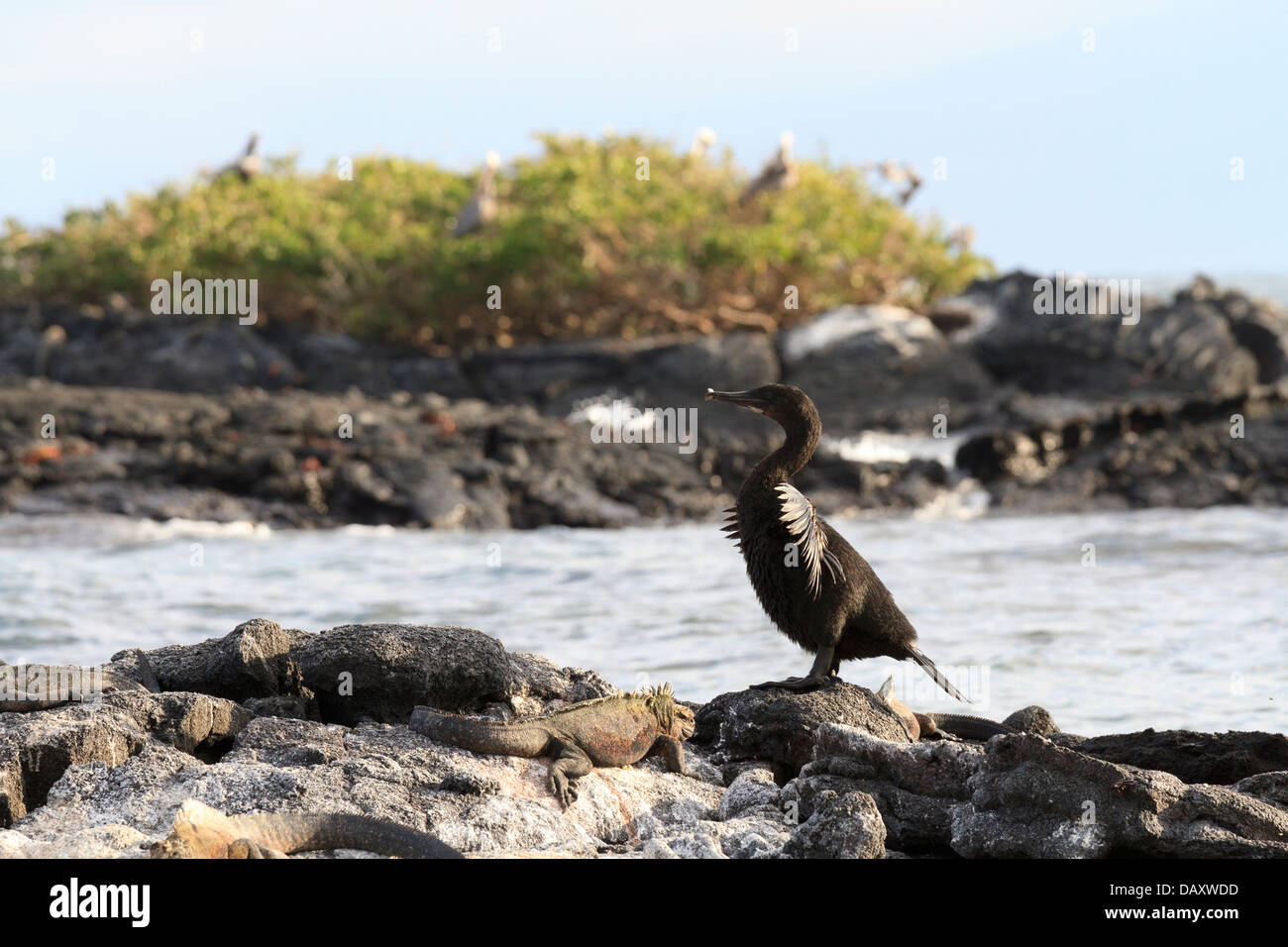 Marine Iguana Amblyrhynchus Cristatus, flugunfähige Kormorane Phalacrocorax Harrisi, Punta Mangle, Fernandina Insel, Galapagos Stockfoto