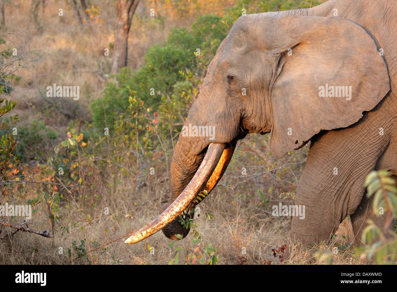 Afrikanischer Elefantenbulle (Loxodonta Africana) mit großen Stoßzähnen, Sabie Sand Naturschutzgebiet, Südafrika Stockfoto