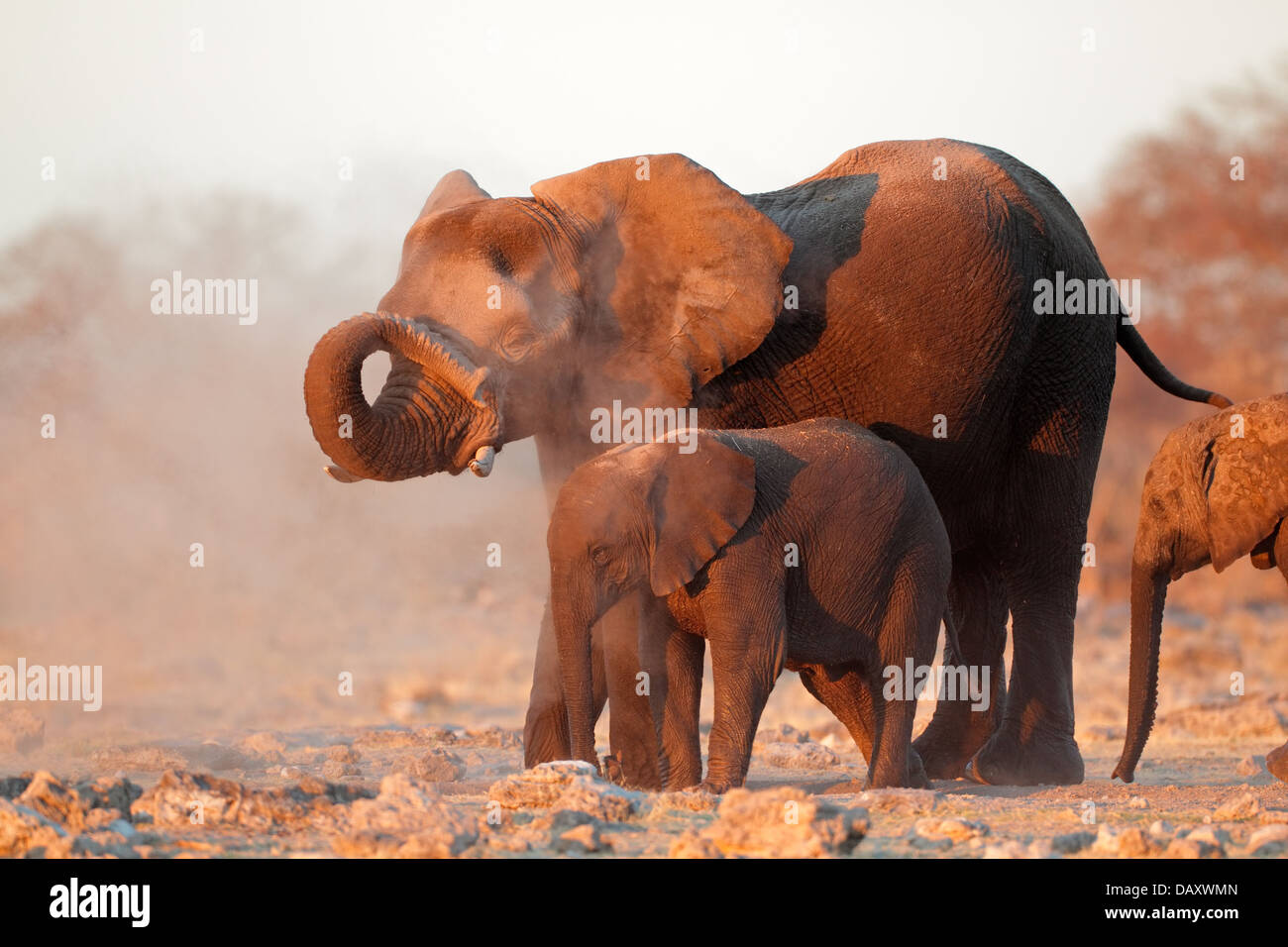Afrikanische Elefanten (Loxodonta Africana) abgedeckt, in Staub, Etosha Nationalpark, Namibia Stockfoto