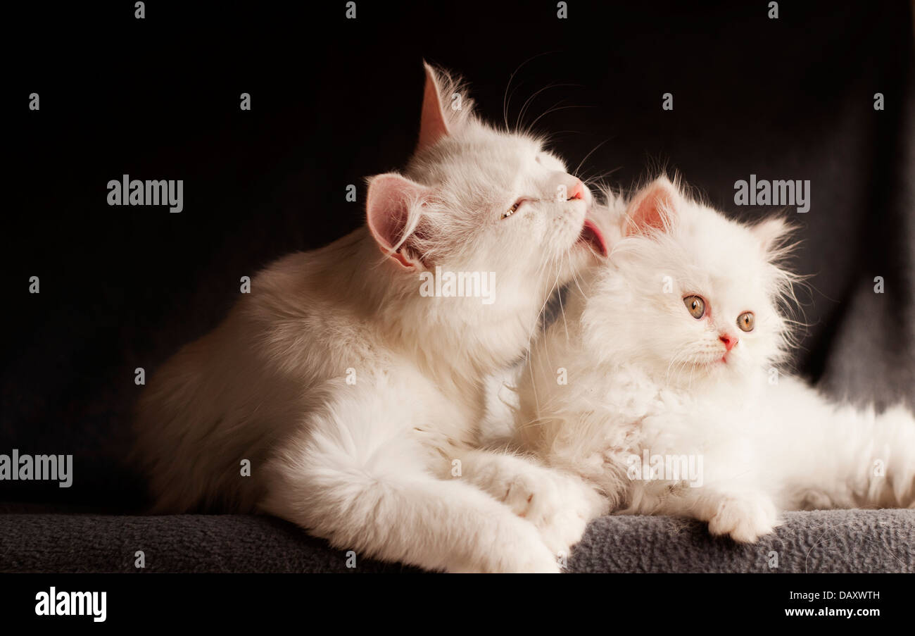 Katzenfamilie Stockfoto