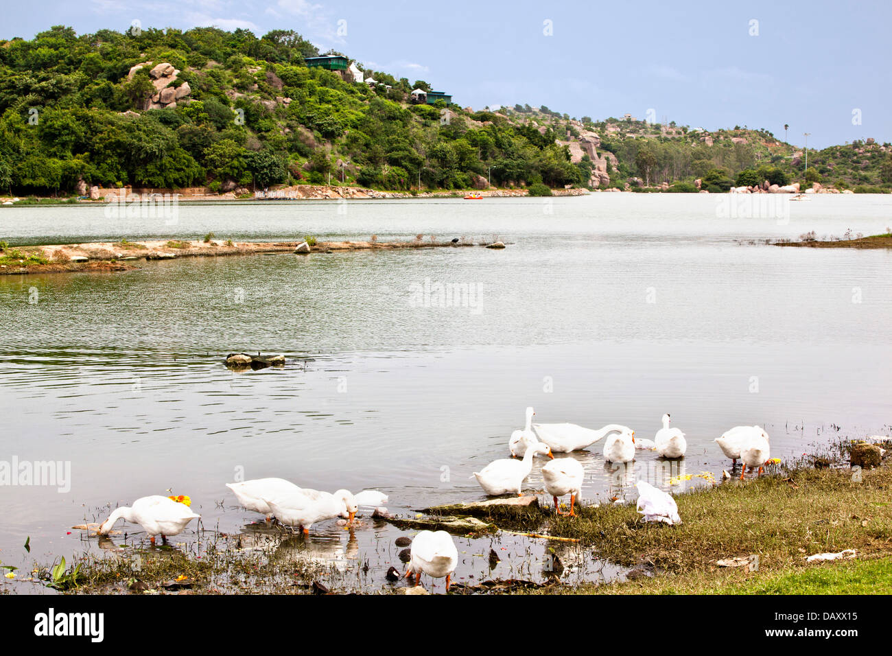 Enten am See, Durgam Cheruvu See, Rangareddy, Andhra Pradesh, Indien Stockfoto